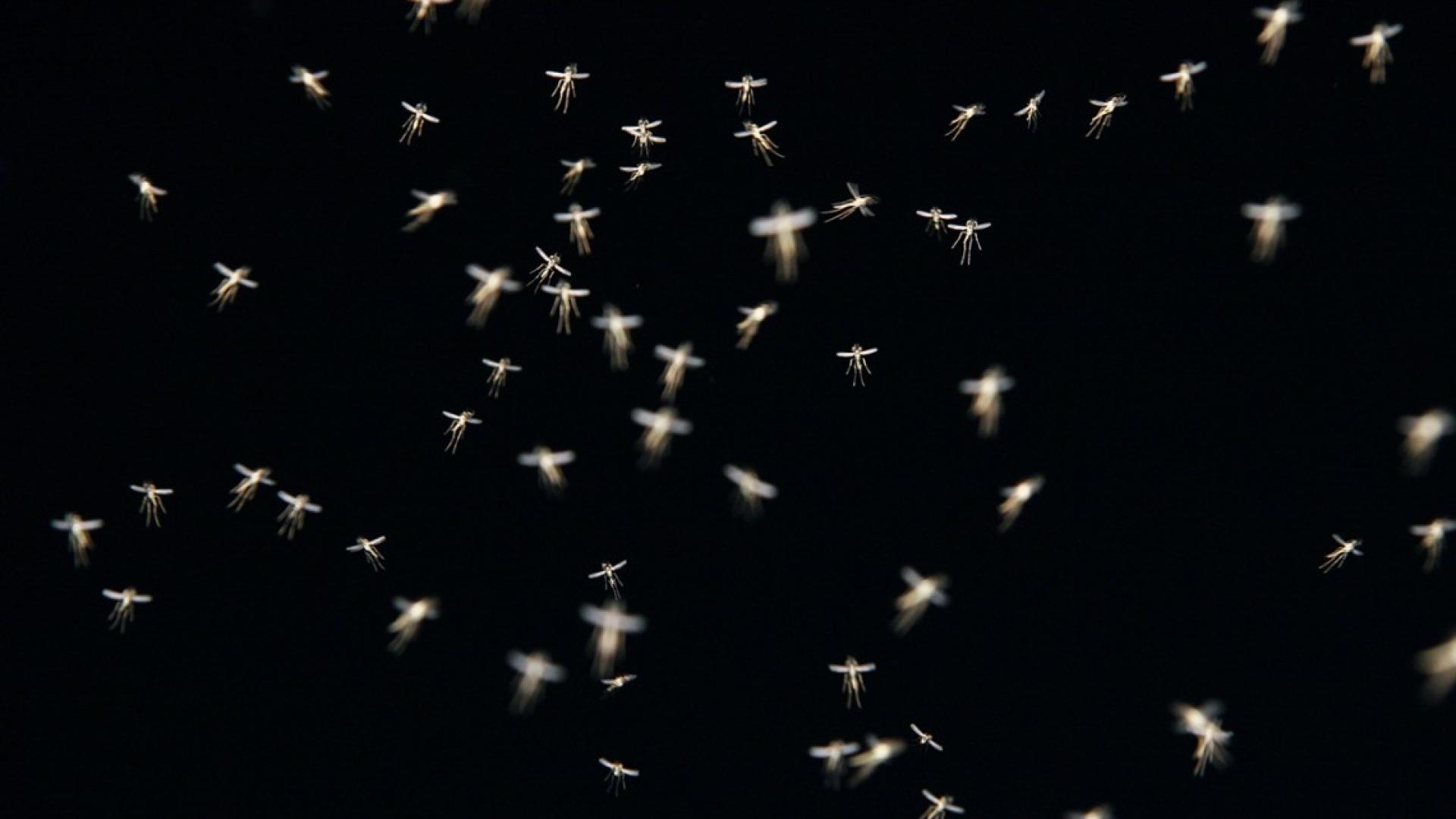 mosquitoes flying around on a black background 