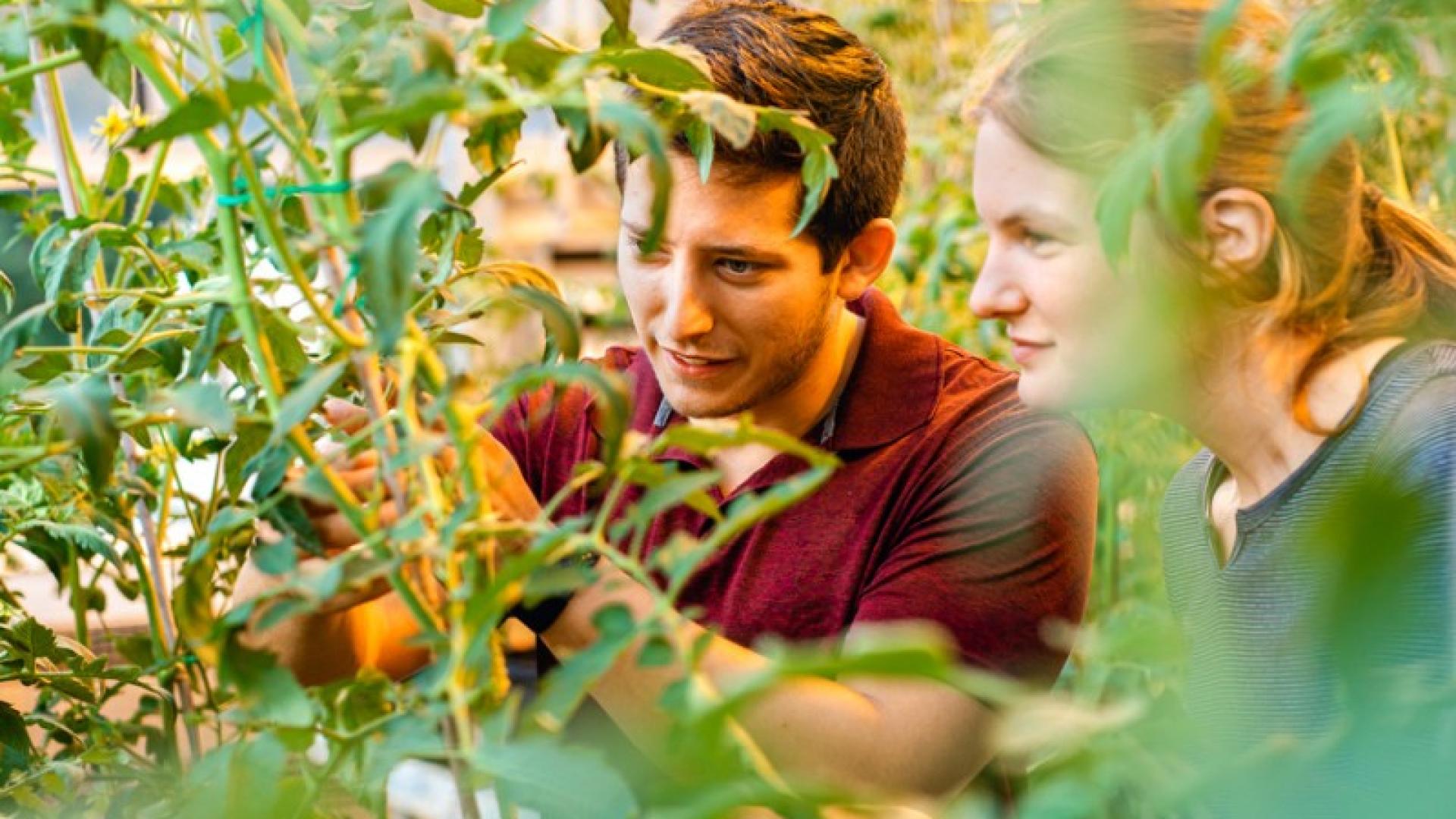 A man and woman inspecting green tomato plants in a greenhouse 