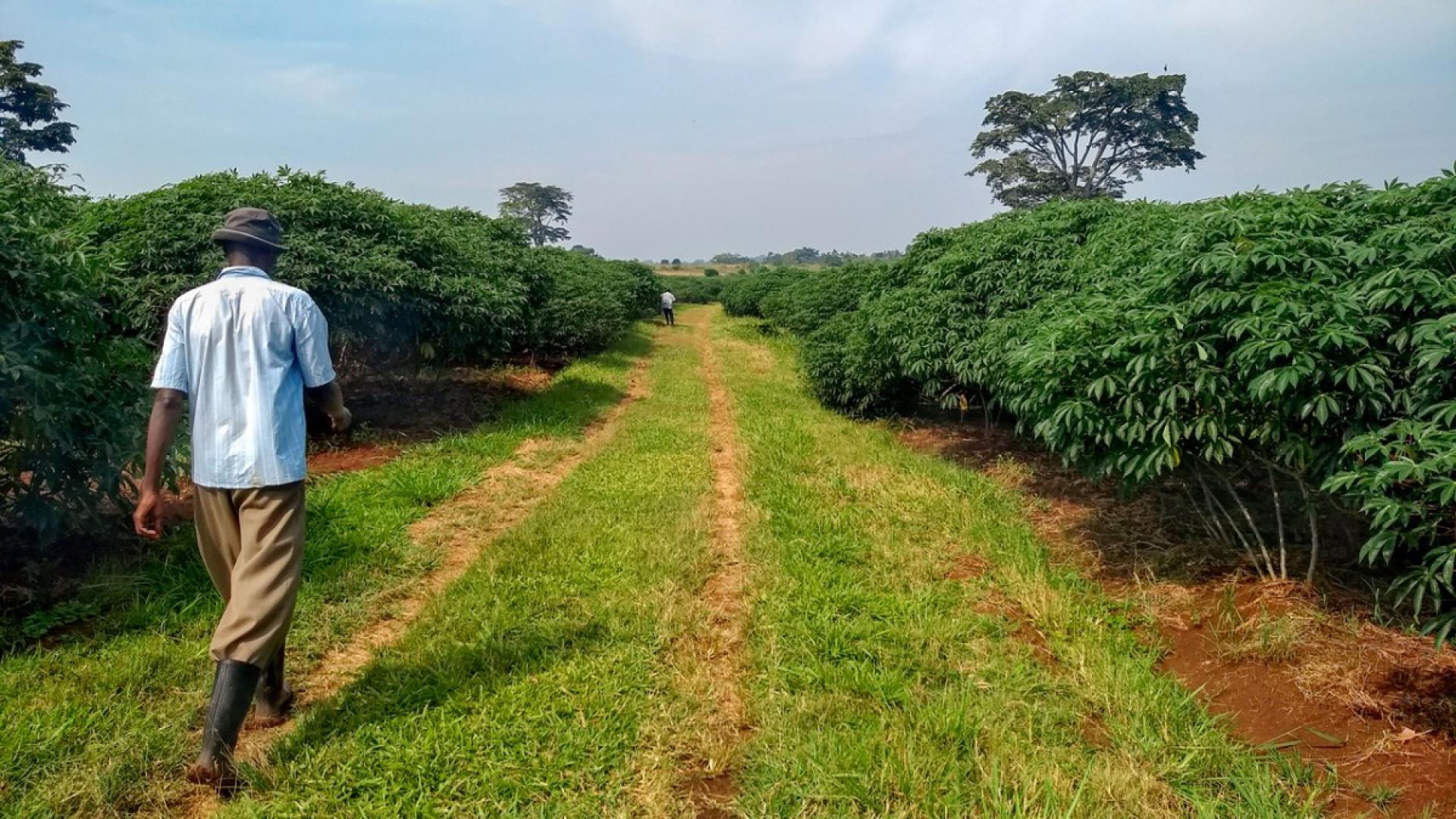 A man walking outside down a grassy lane between cassava fields 