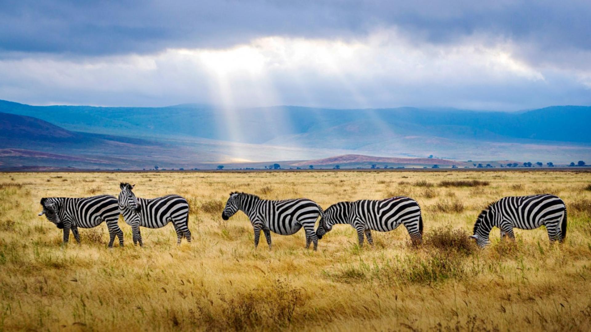 Five Zebras standing in a field as the sun shines through the clouds