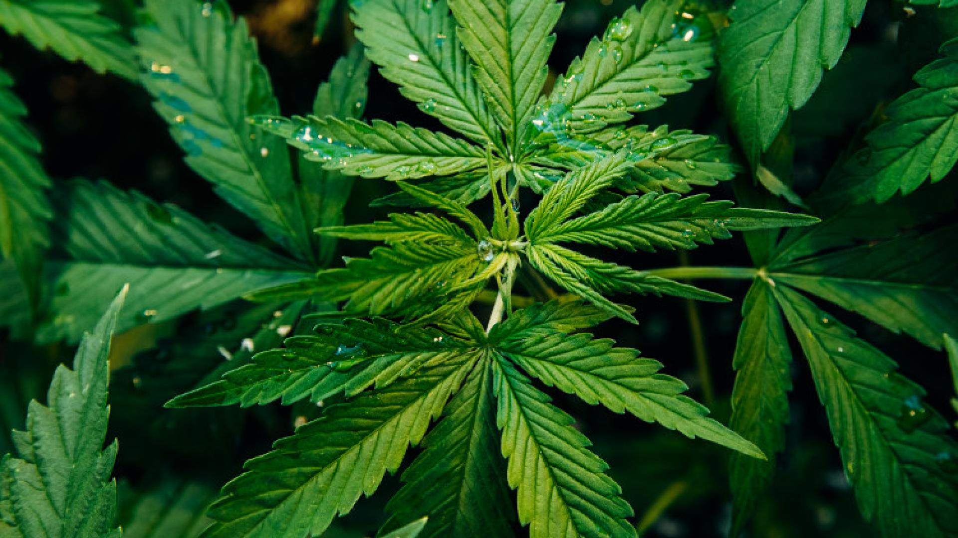 Hemp plants with narrow green leaves