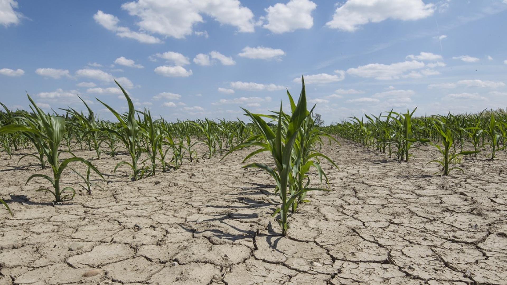 Green plants attempt to grow as they sit in dirt dried by the sun