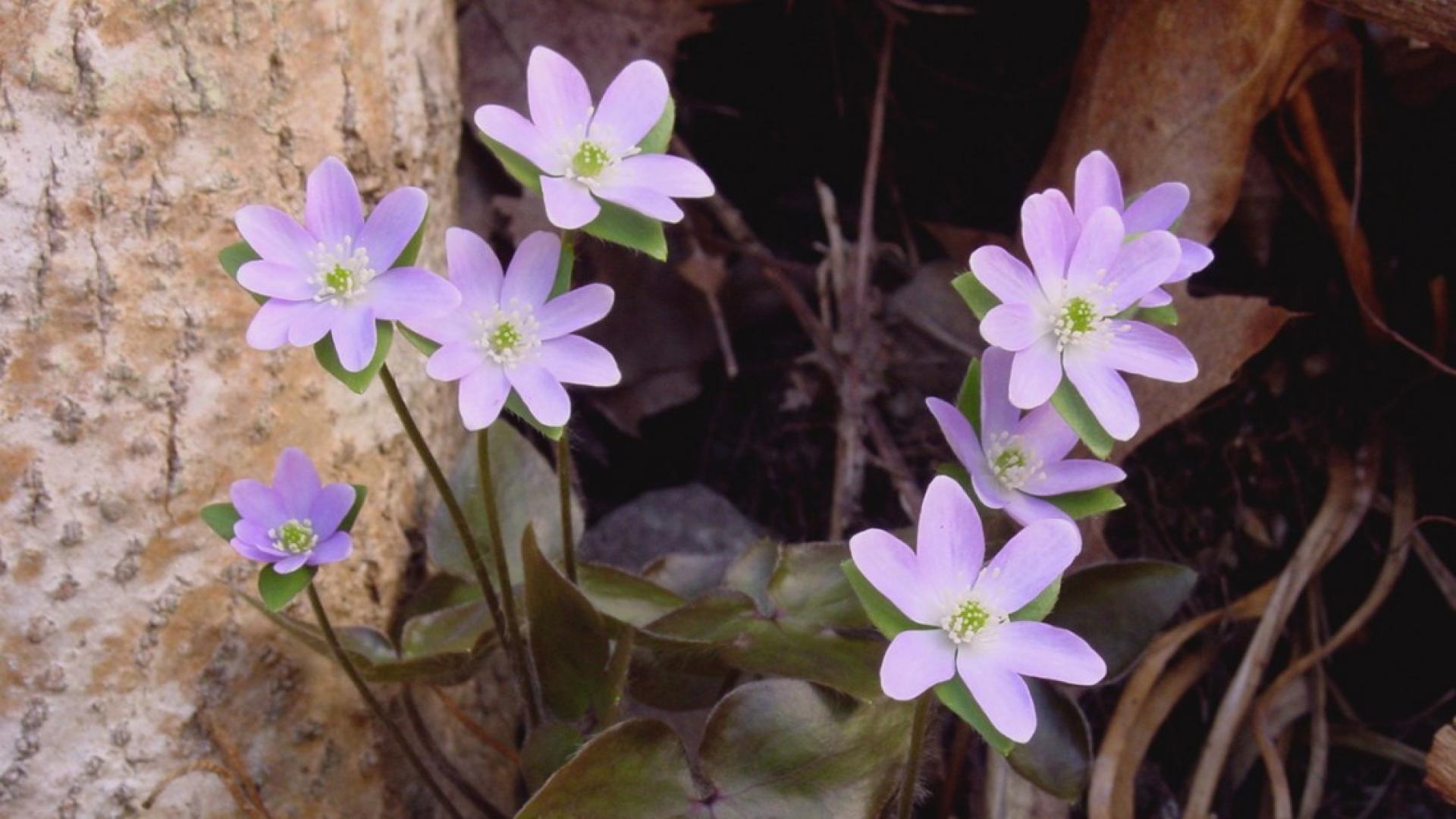 Small purple flowers growing outside