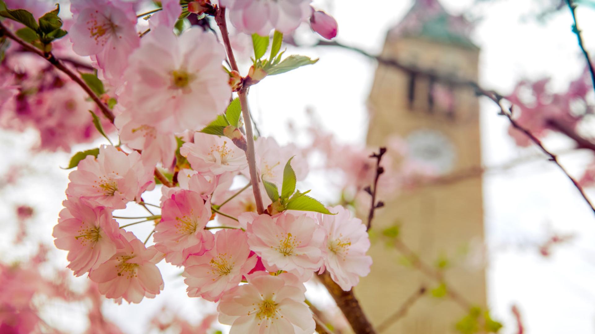 pink flowers in front of a clock tower
