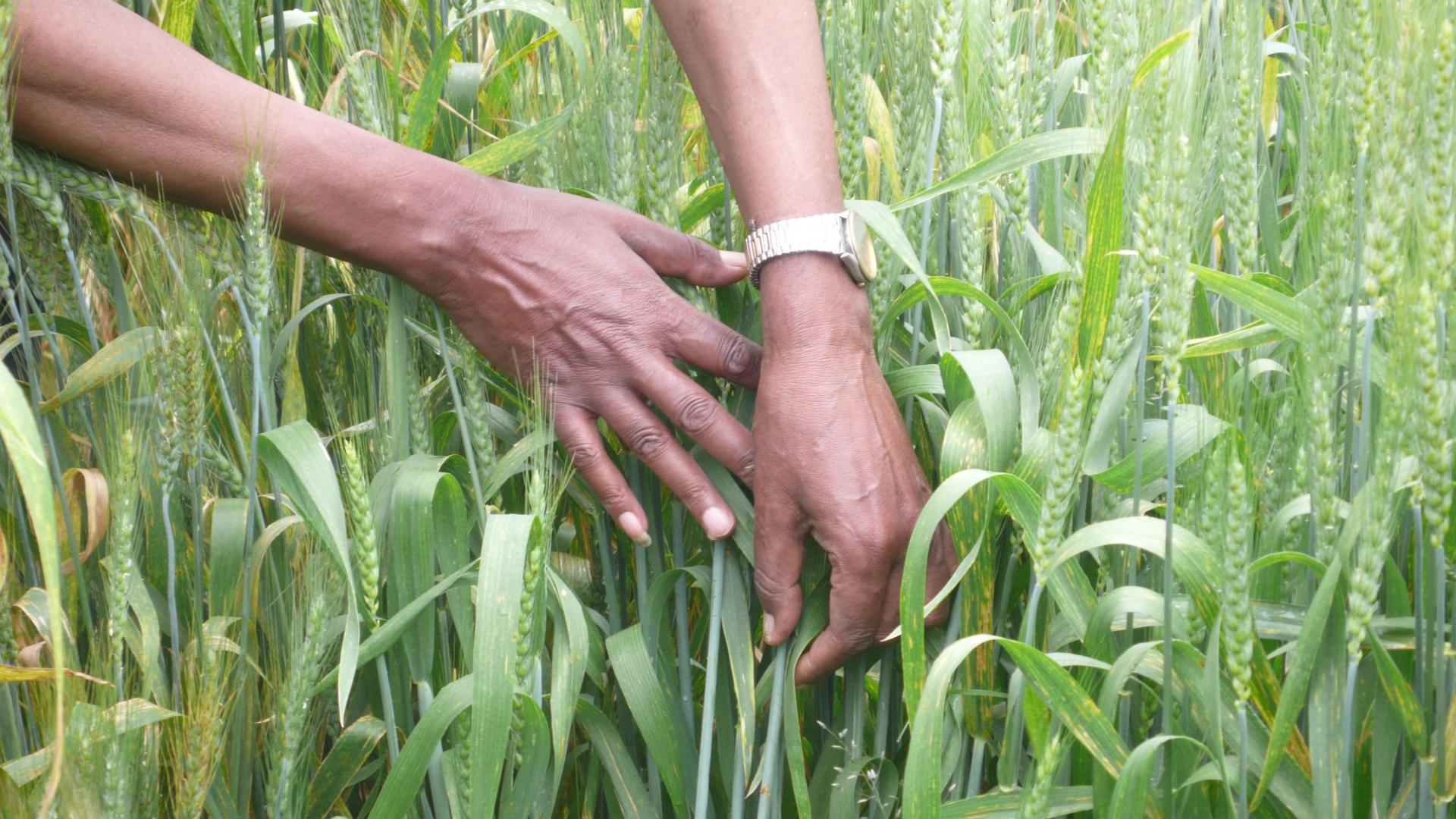 Hands in a wheat field