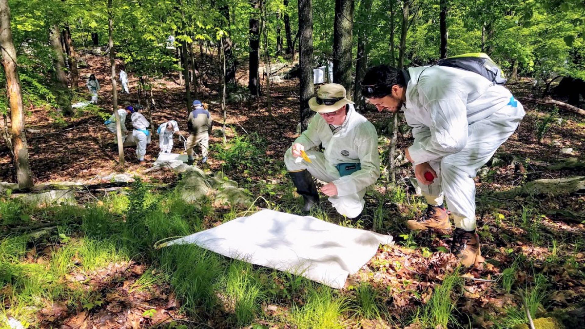 Men bending down in a forest looking at a white piece of material