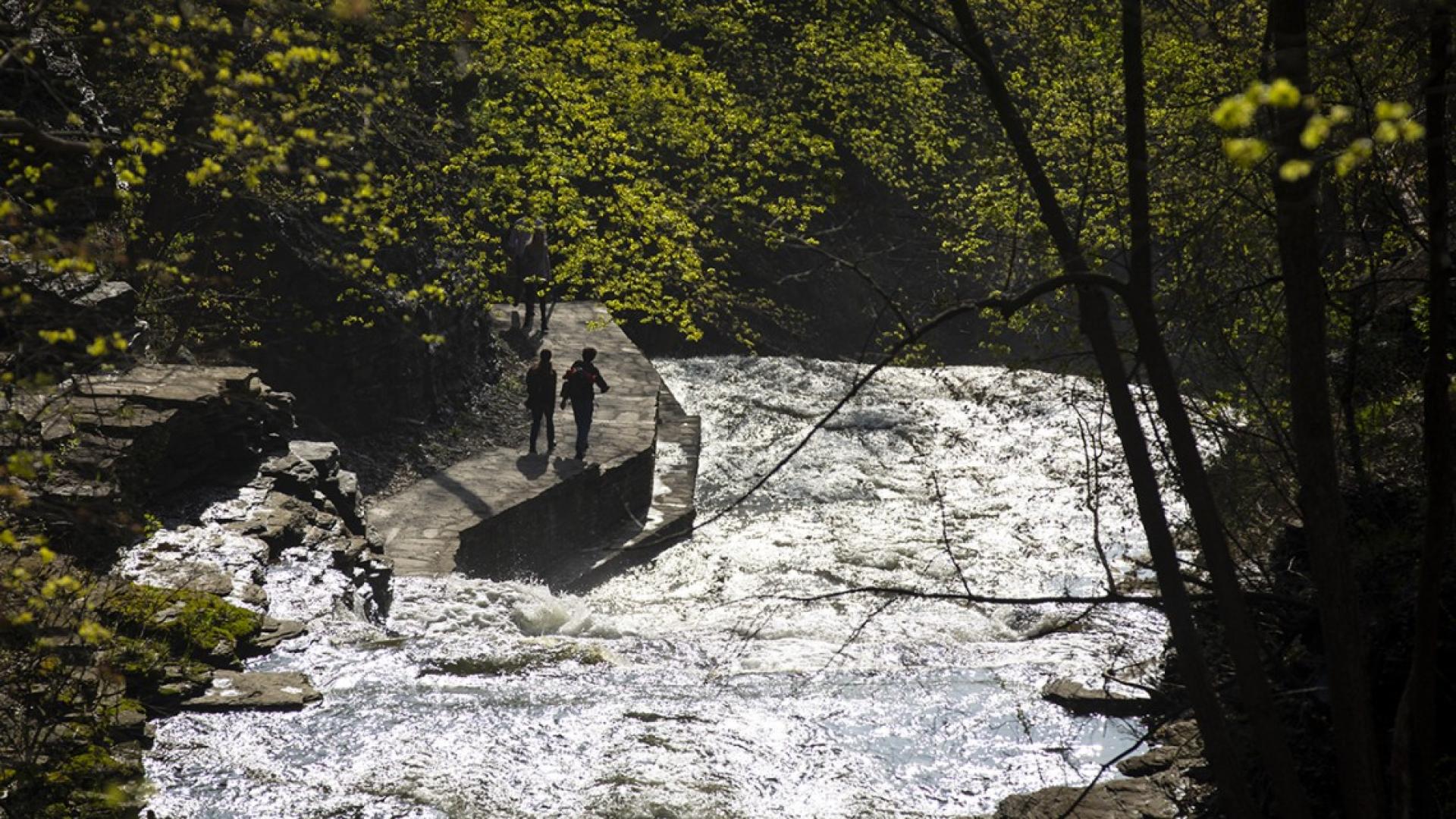 A gorge in the summer