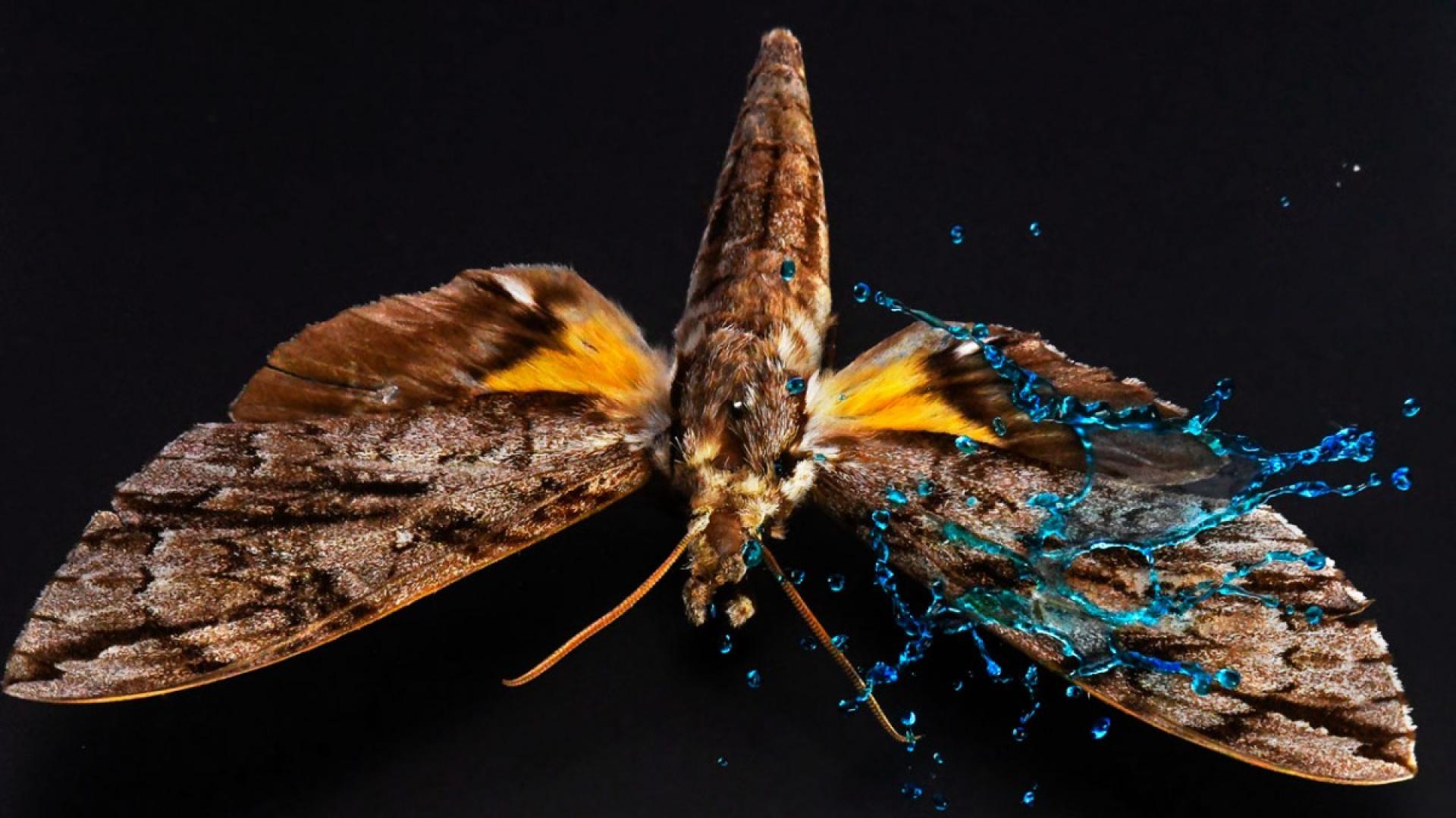 A moth with water splashing off of its wing