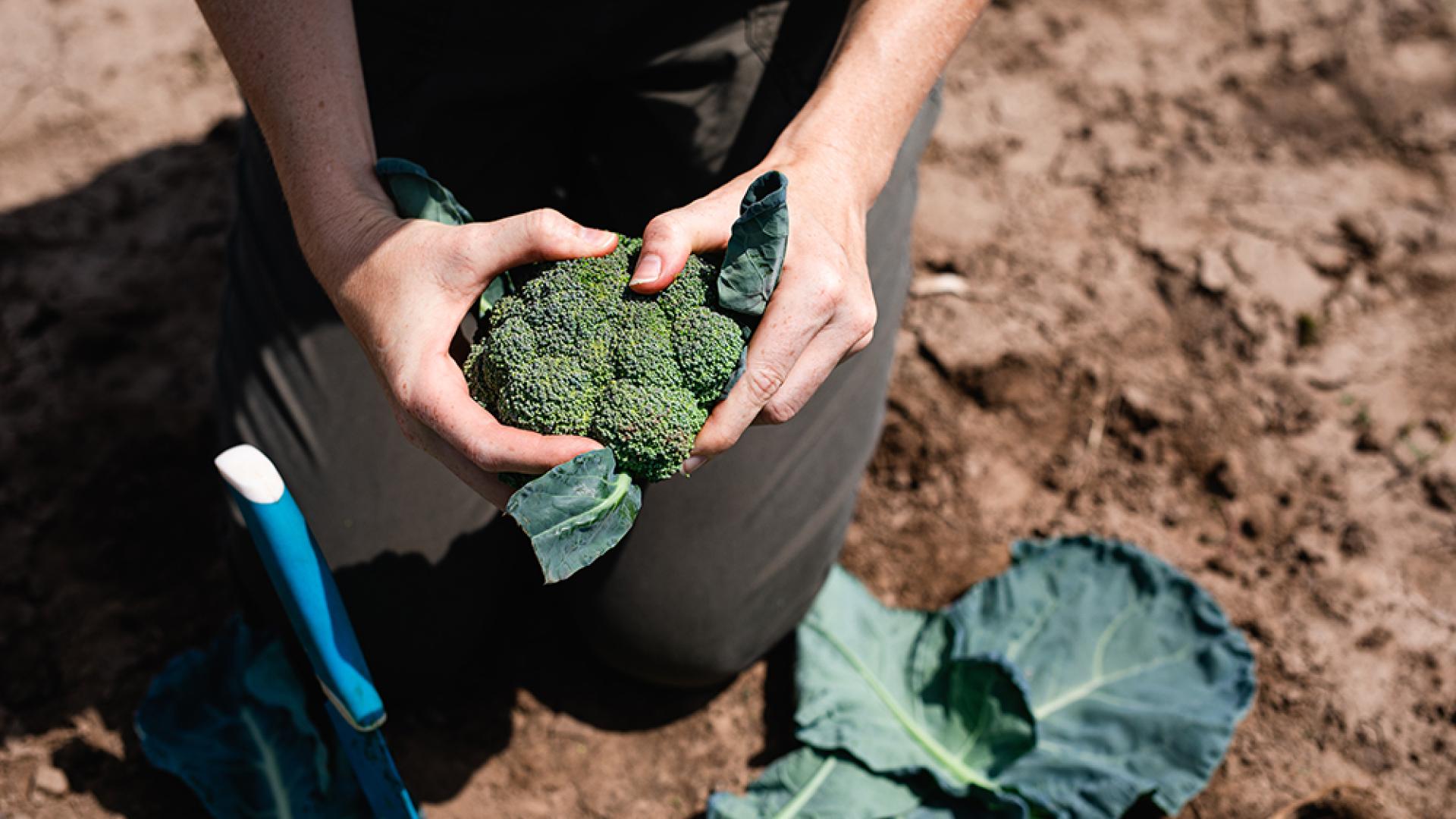 A person holding broccoli in a field 