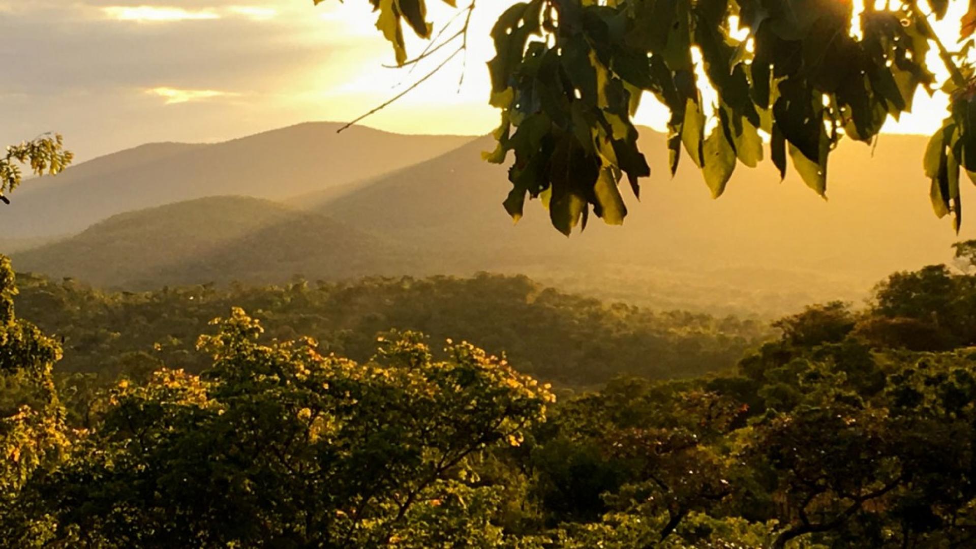 Miombo woodlands near the Lower Zambezi National Park, Zambia