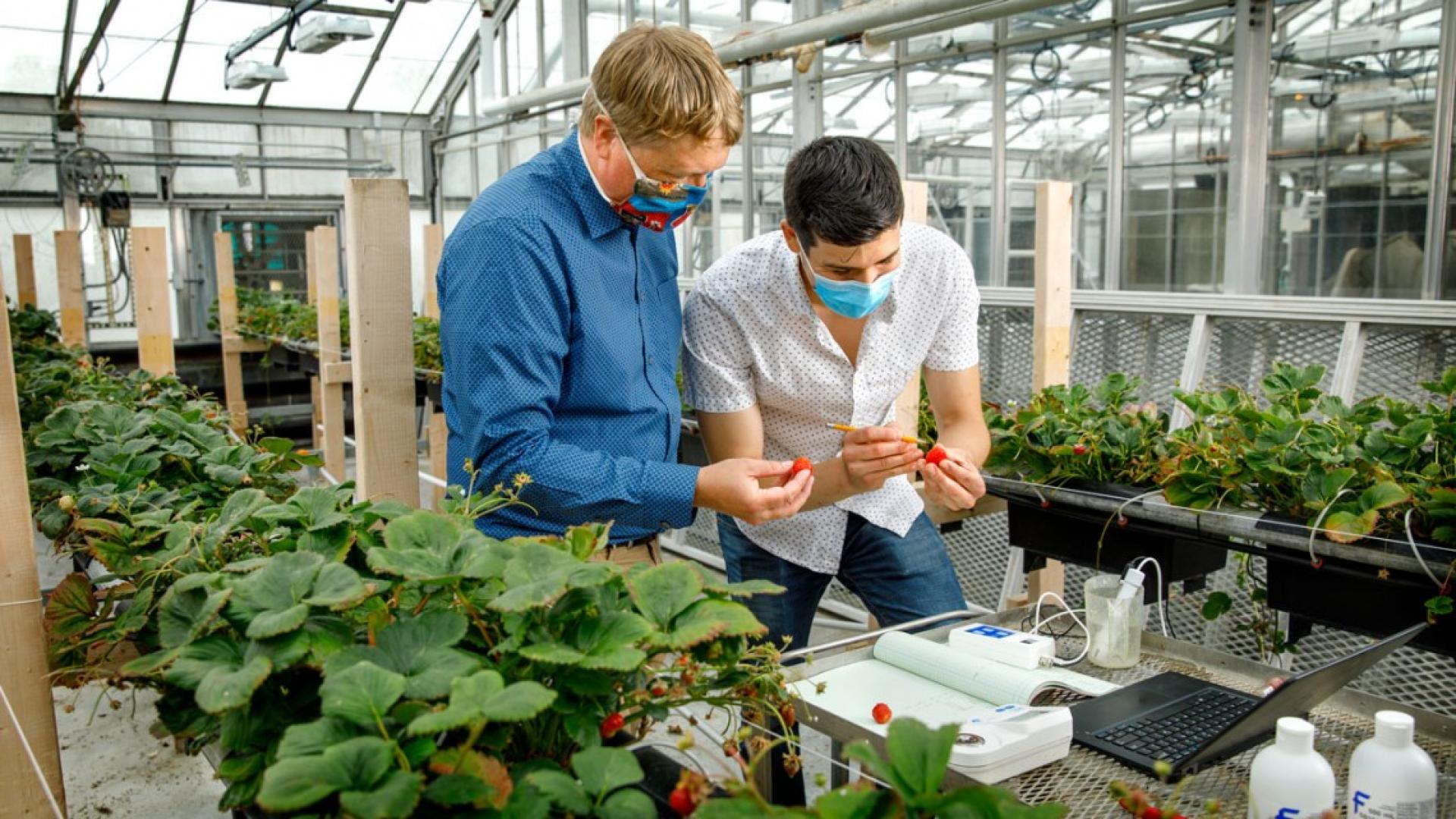 Two men working in a greenhouse 