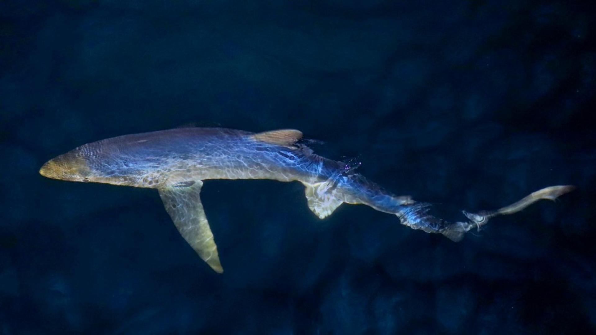 Blue Shark, Prionace glauca.