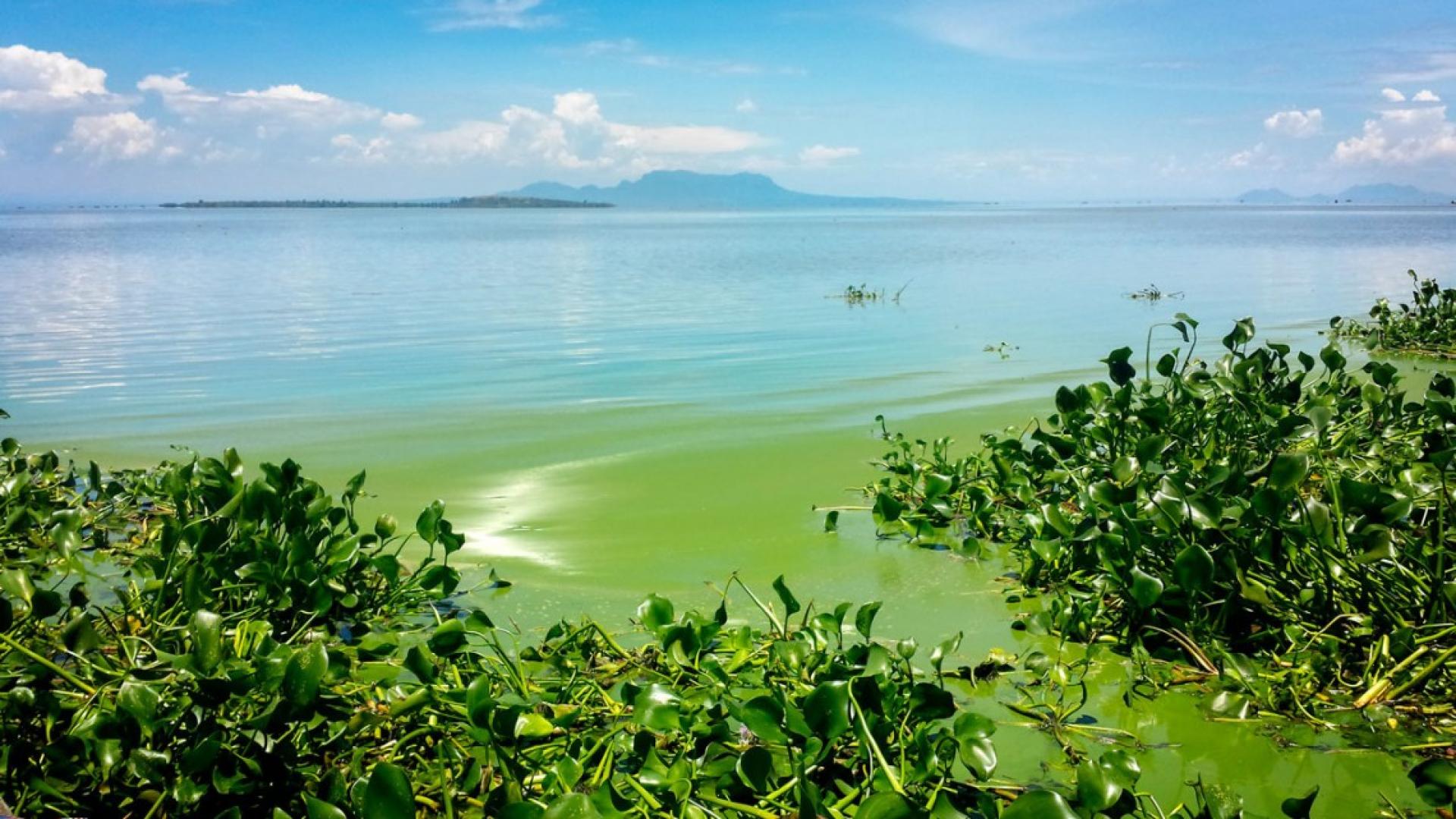 Bright green ocean water surrounded by plants