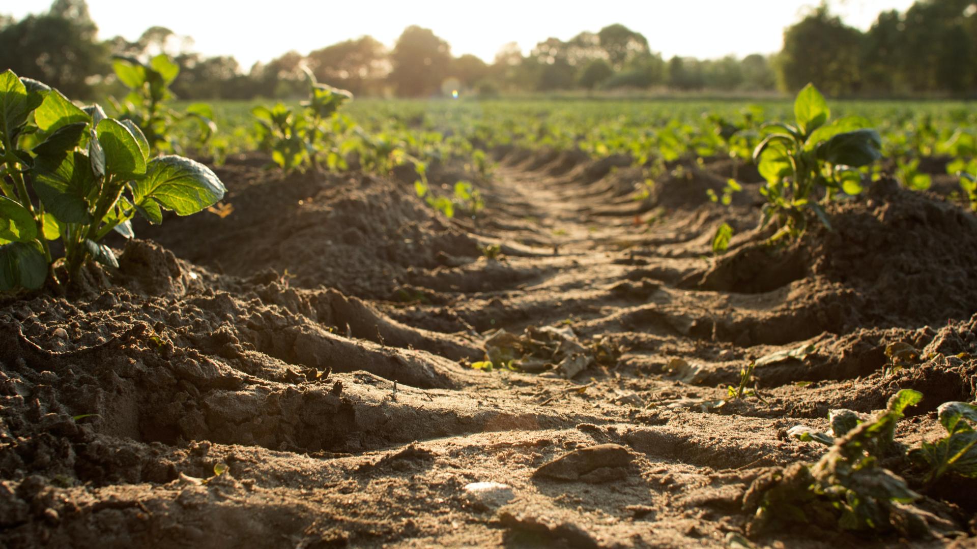 Brown soil and green plants in a field
