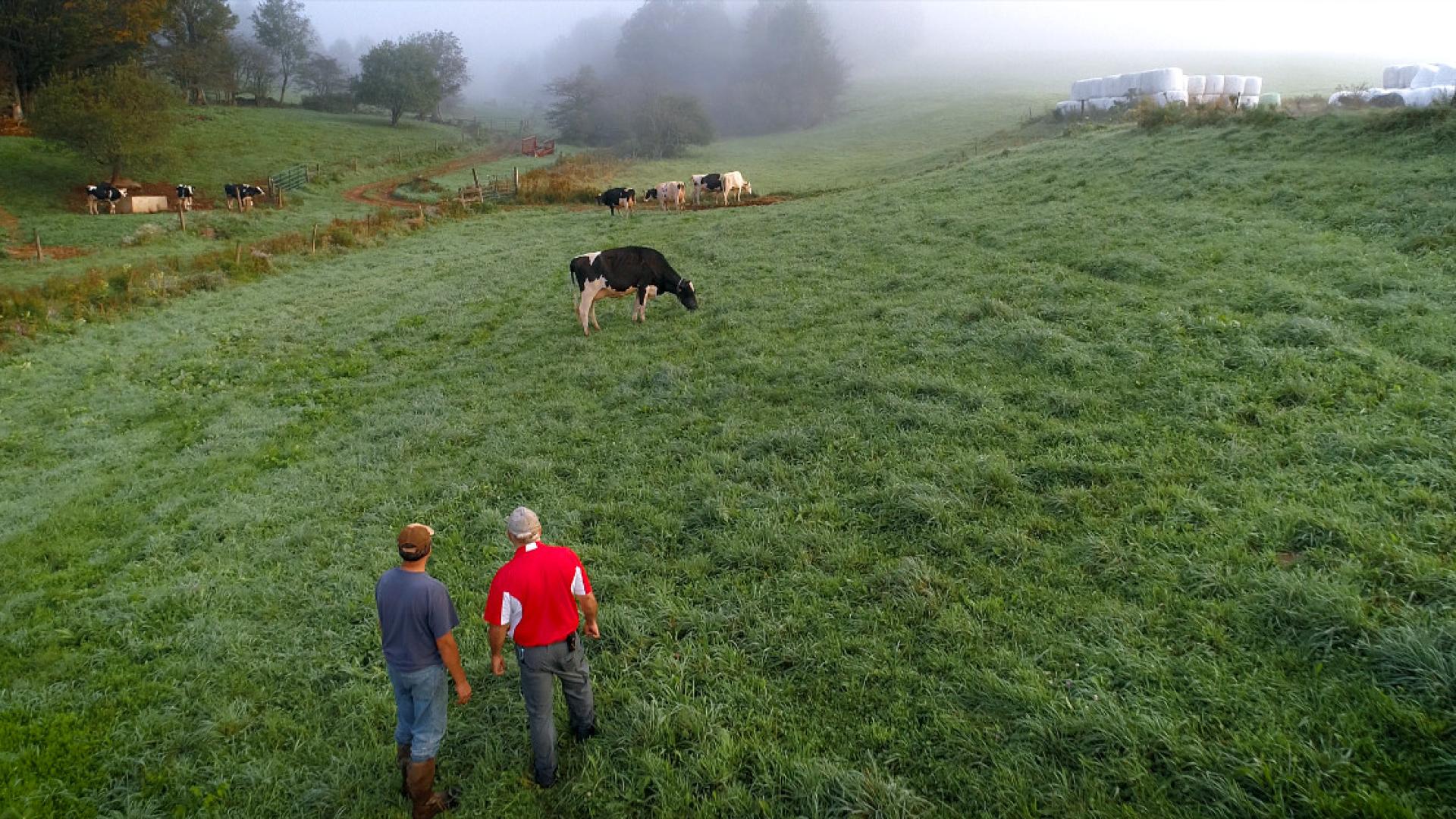 Men observing cows in a field