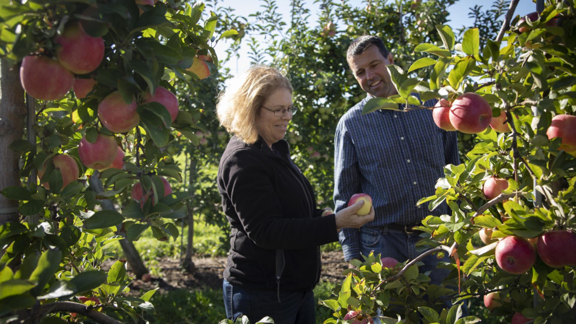 Crunchy, complex: Cornell releases three new apples | CALS