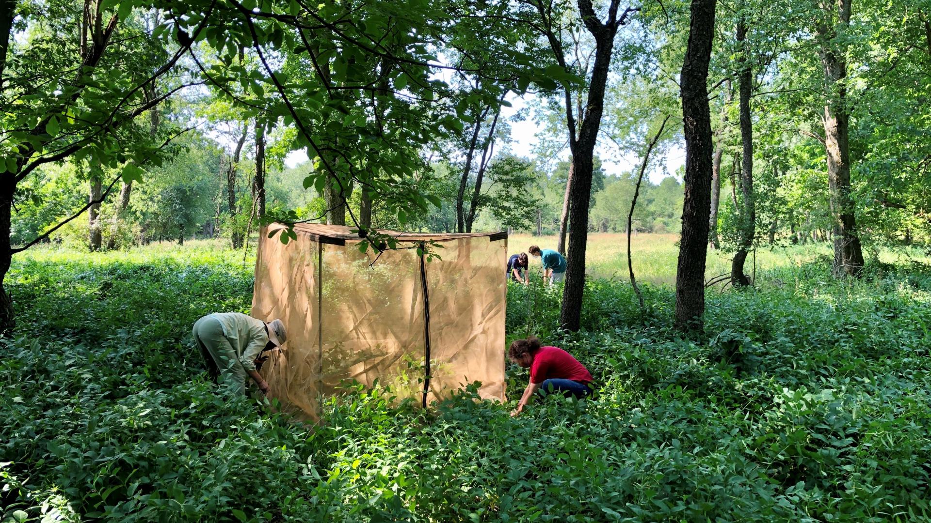 People erecting biocontrol tents in wooded area 