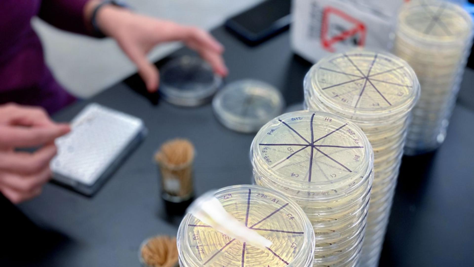 Clear round dishes sitting on a lab bench
