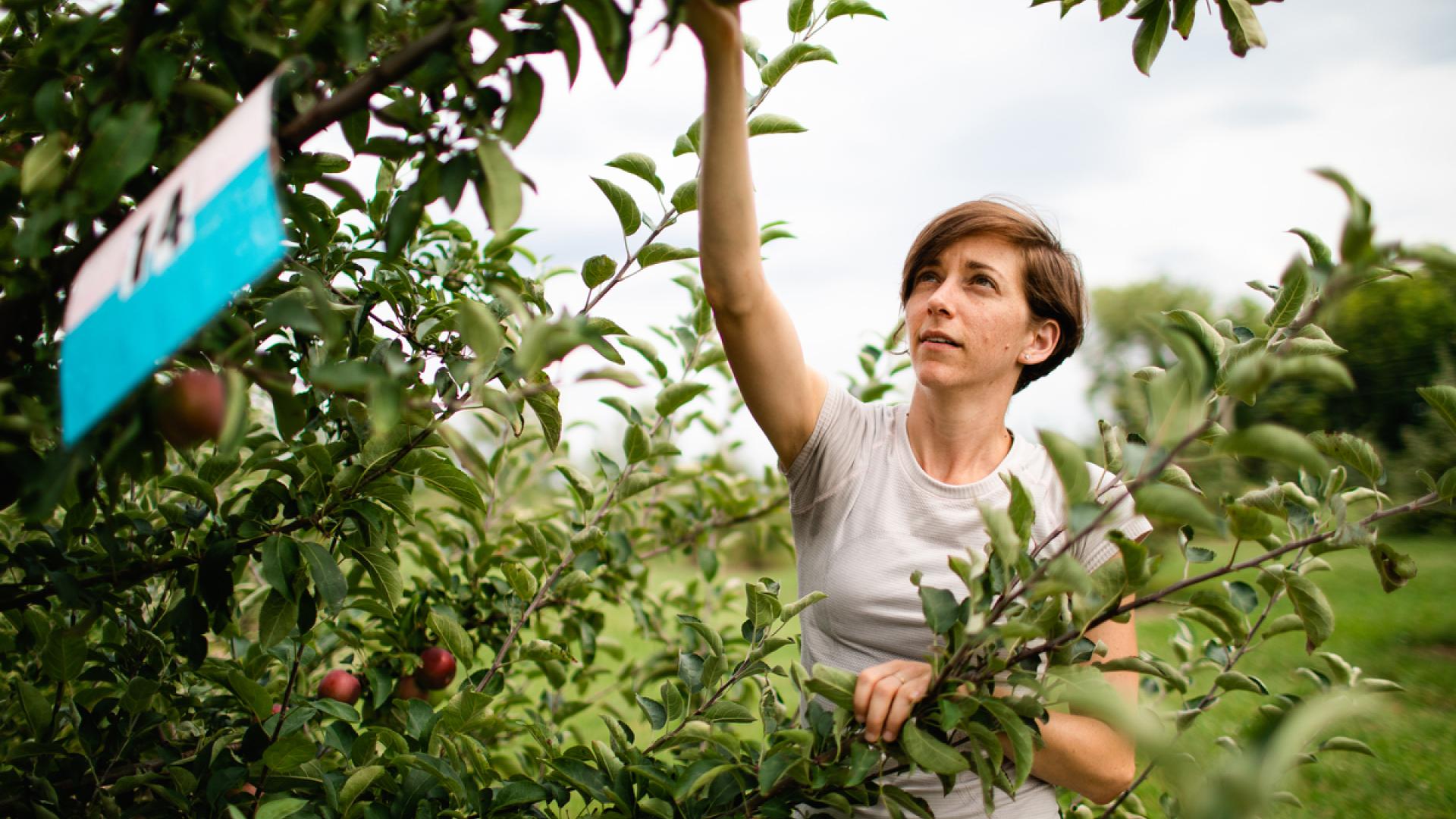 A female reaching for an apple hanging in a tree