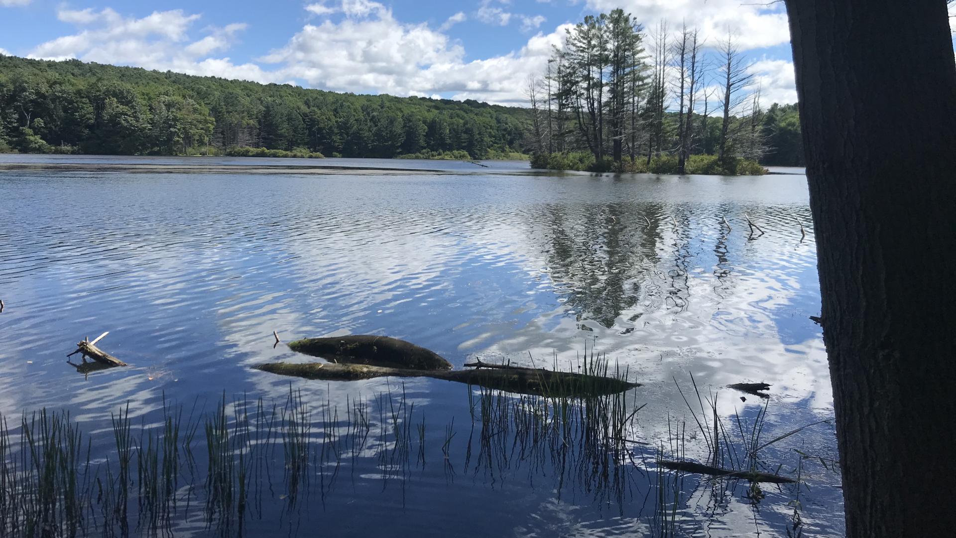a blue pond surrounded by green trees and a blue sky 