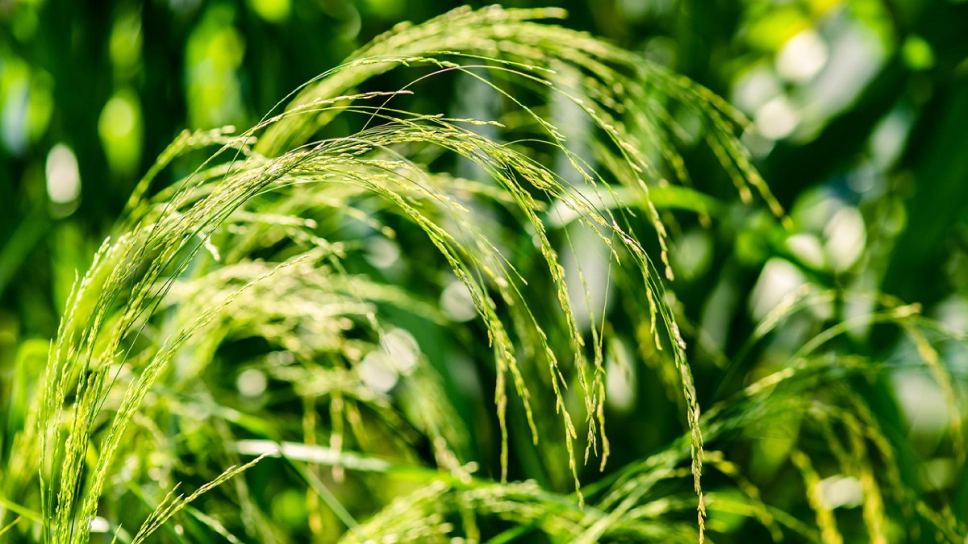 Green, long, spindly vegetation