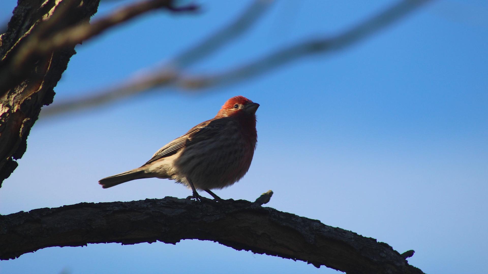 a small, red, white and brown bird on a branch