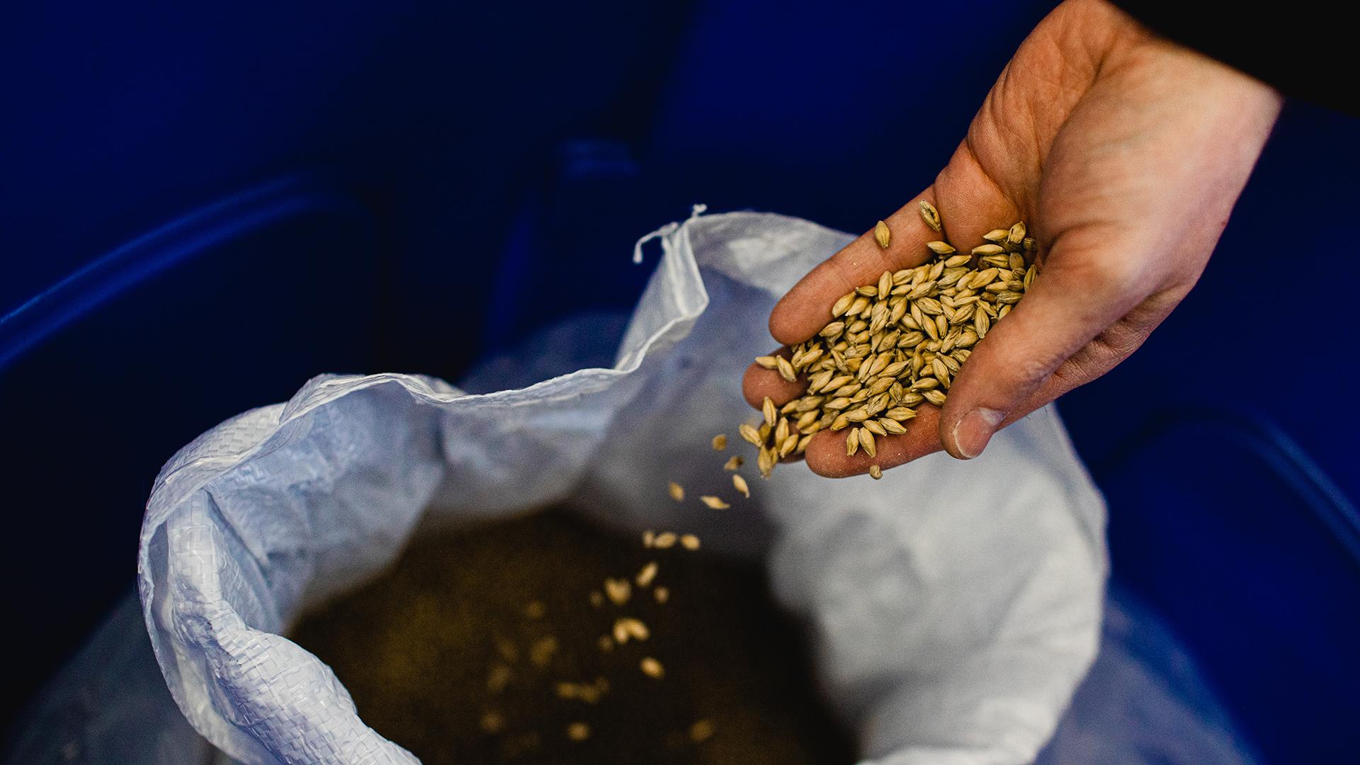 A hand holds a handful of malting barley, pouring it into a grain bag.