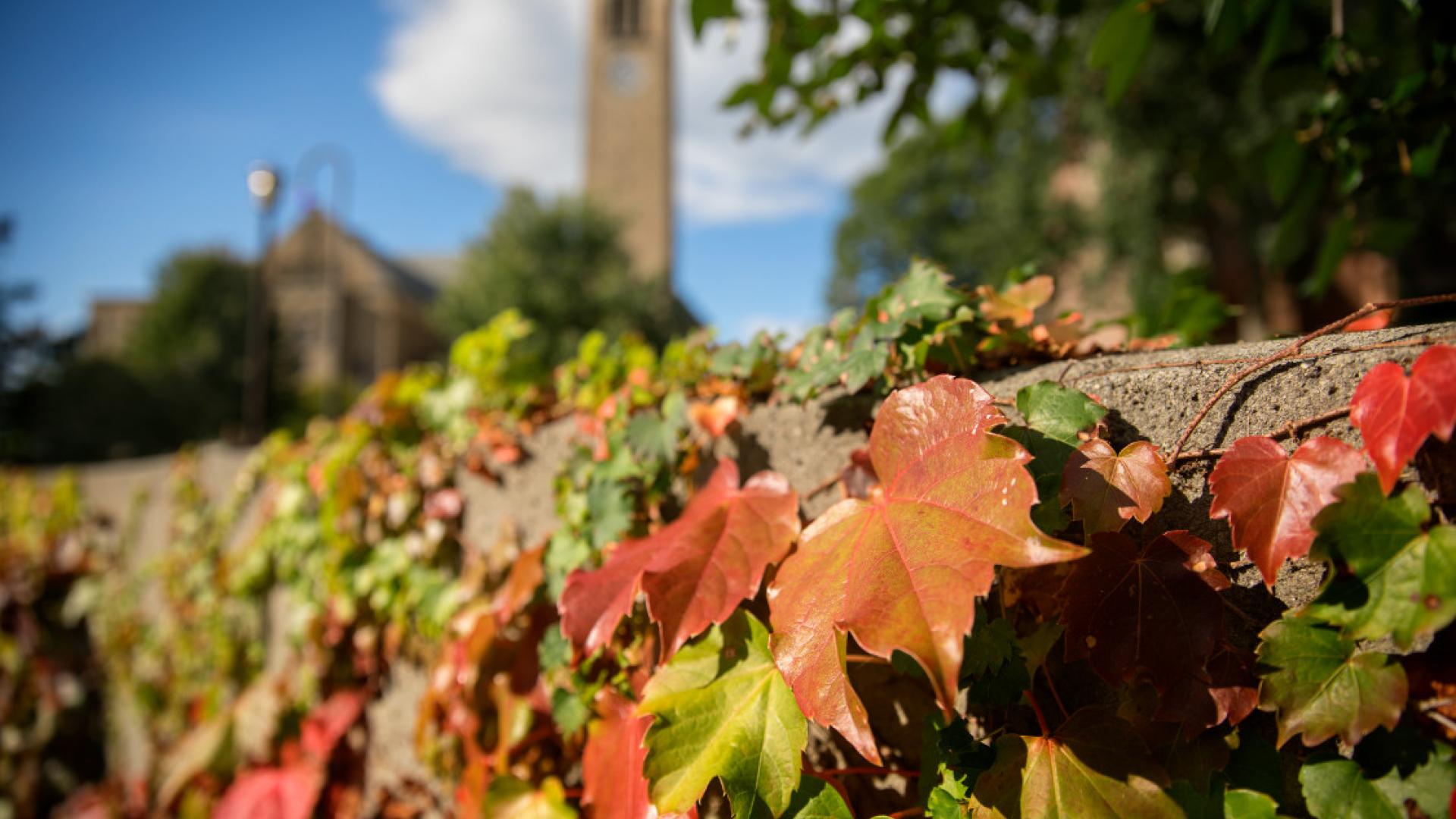 Ivy in fall colors with McGraw Tower in the background