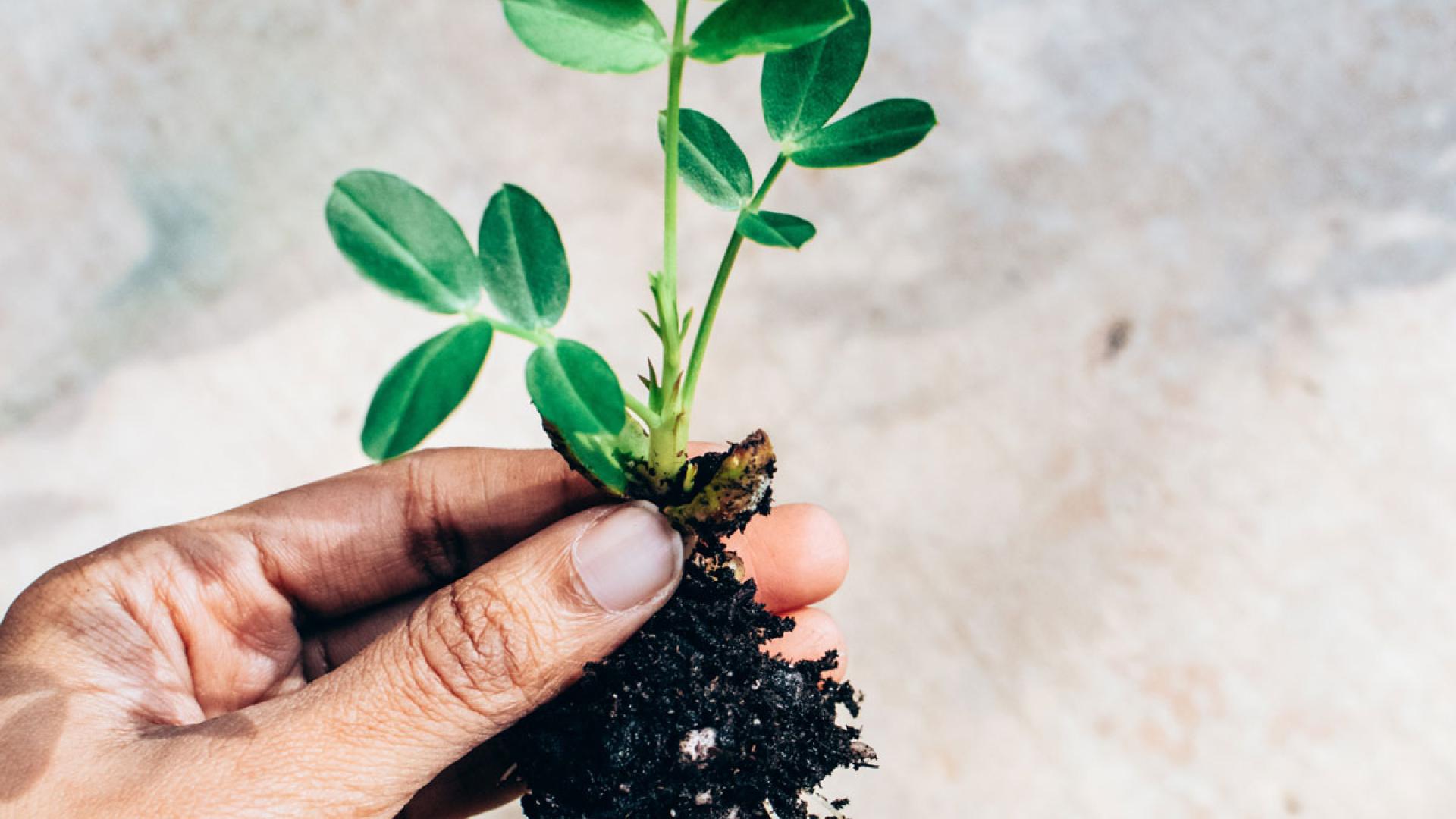 Person holding sprout with roots in soil