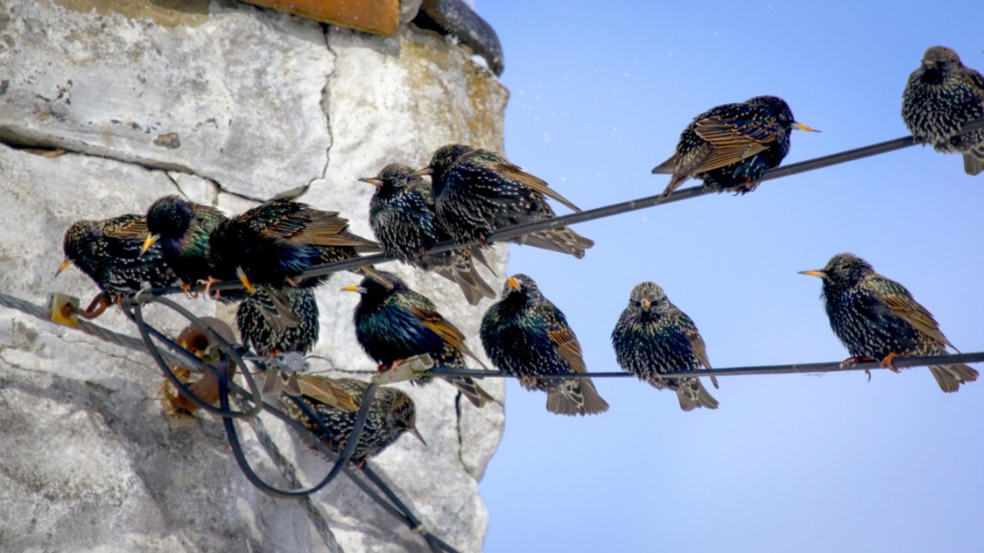 birds sitting on a wire