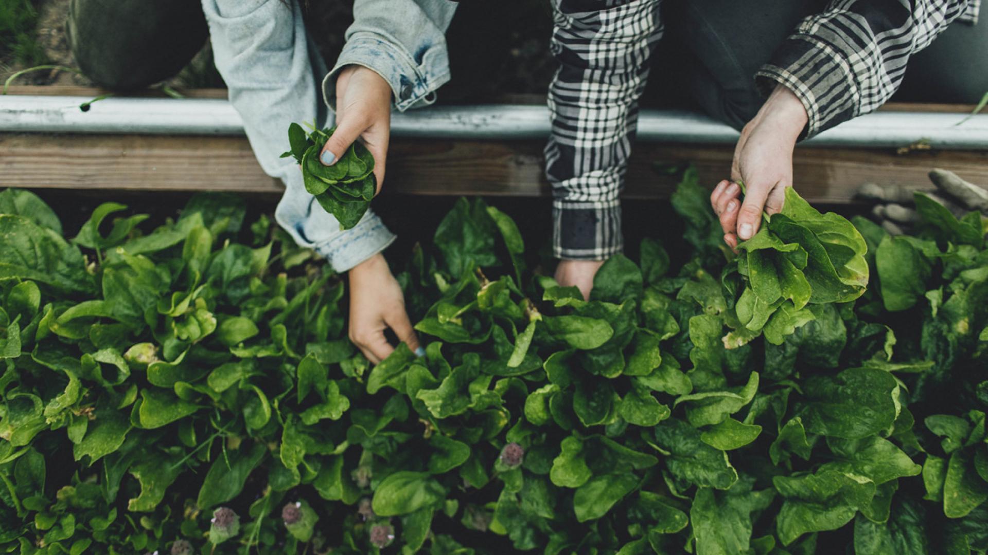Two women harvest greens; photo shot from above looking down on their hands