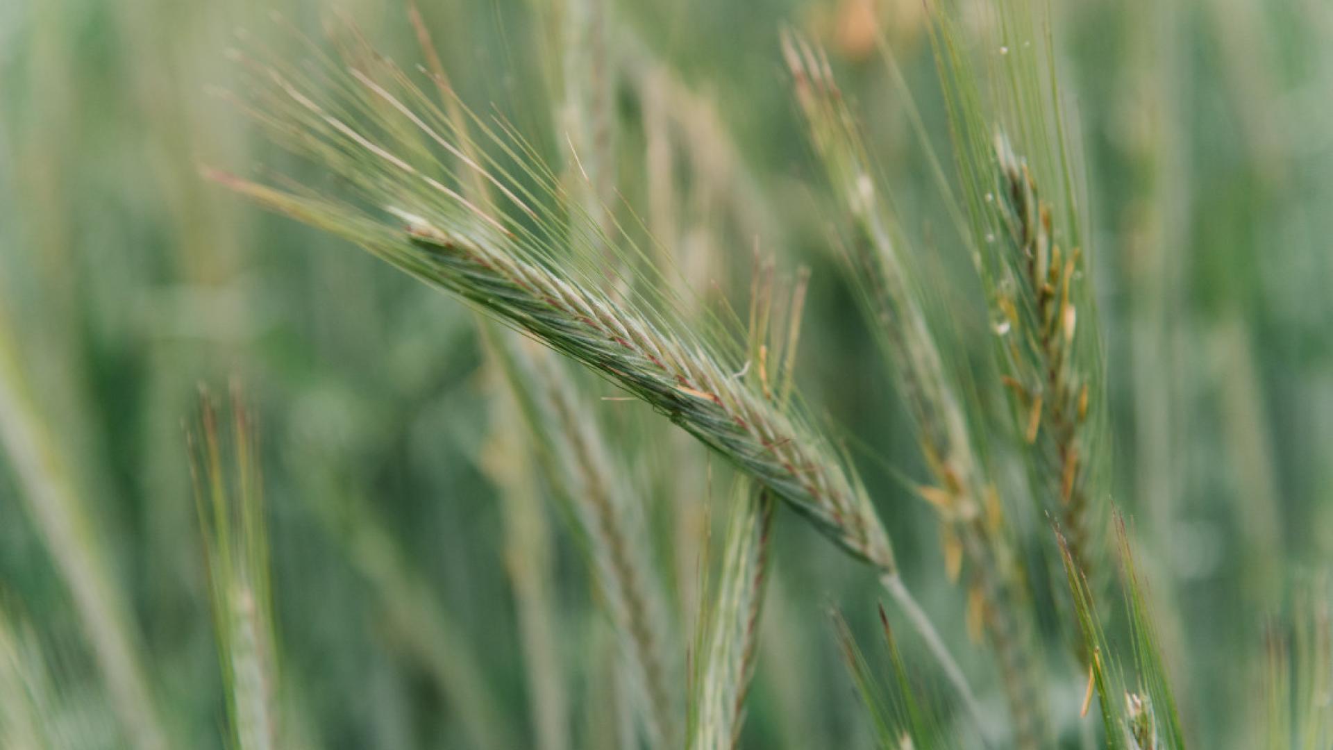 Green wheat in a field
