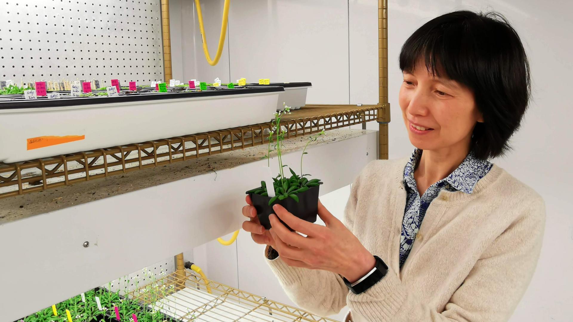 Jian Hua checking on Arabidopsis plants