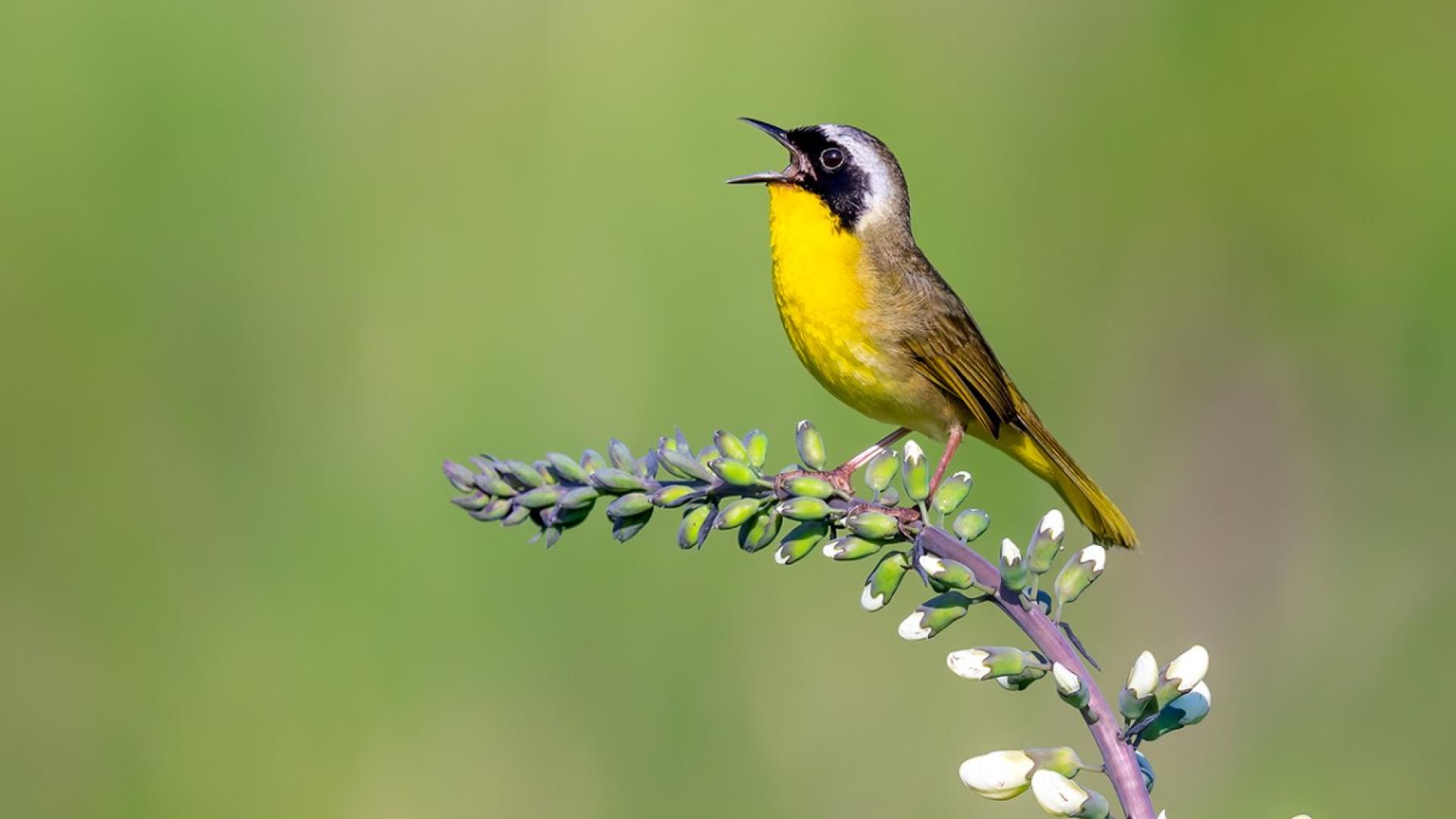 A yellow bird sitting on a branch outside singing