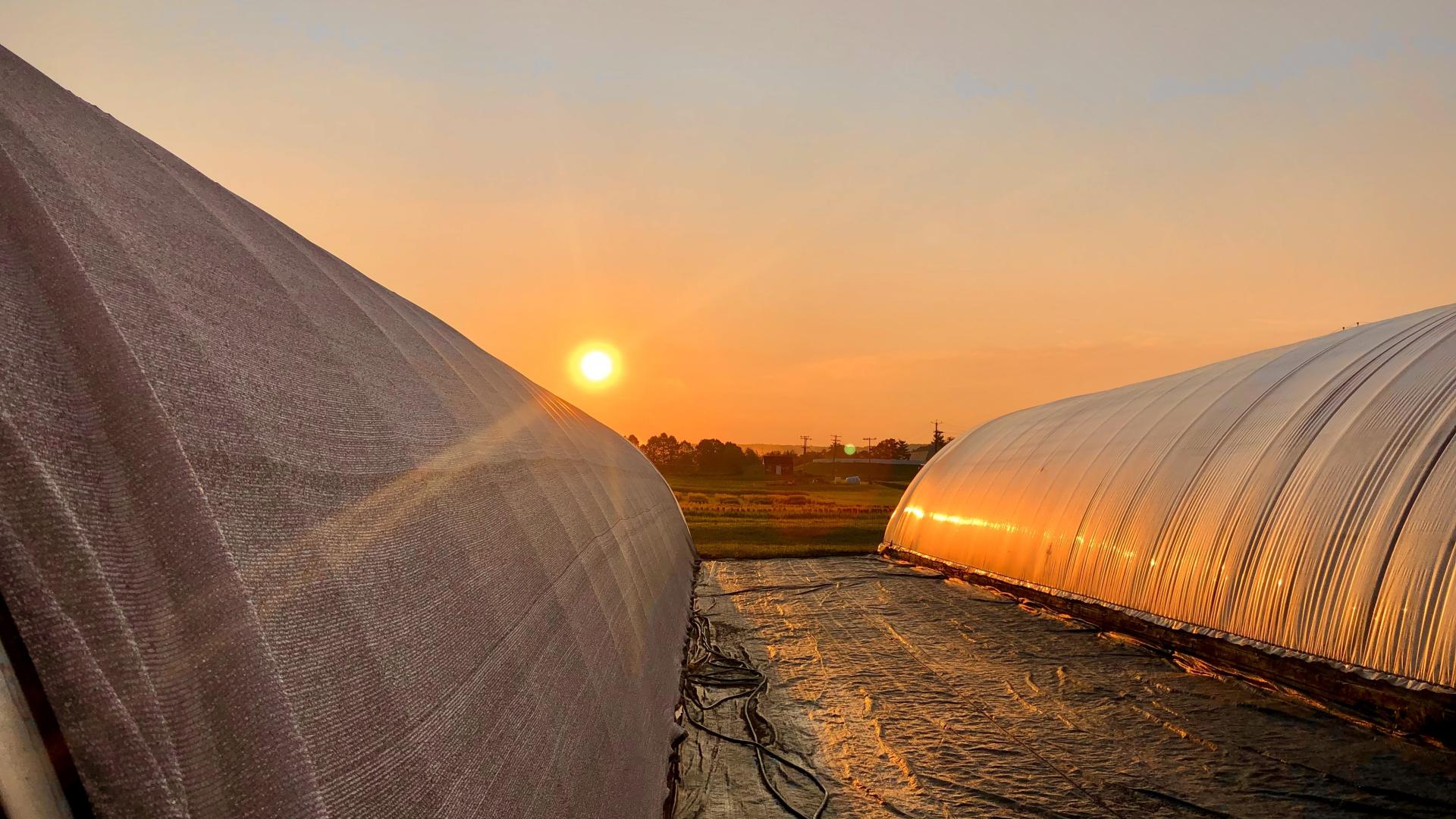 The sun rising between to greenhouses 