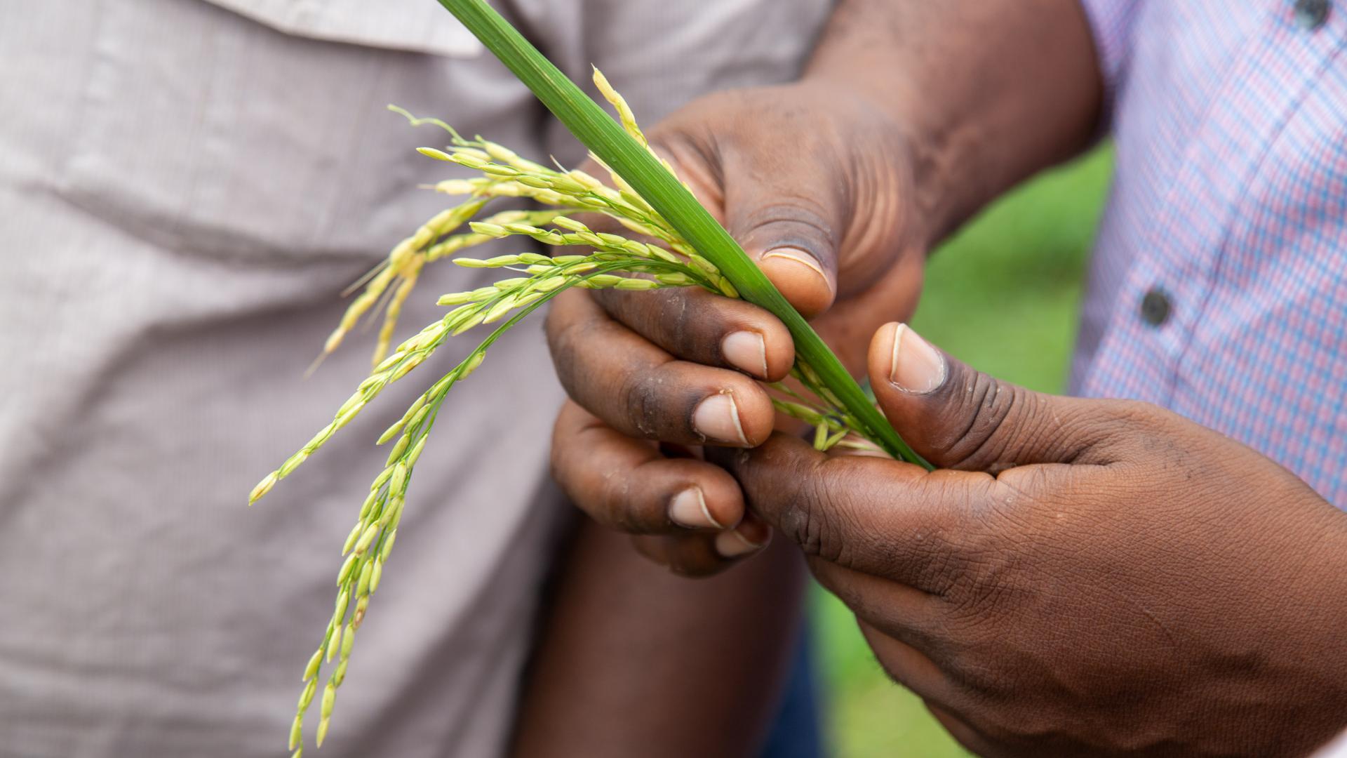 Hands hold stem of wheat