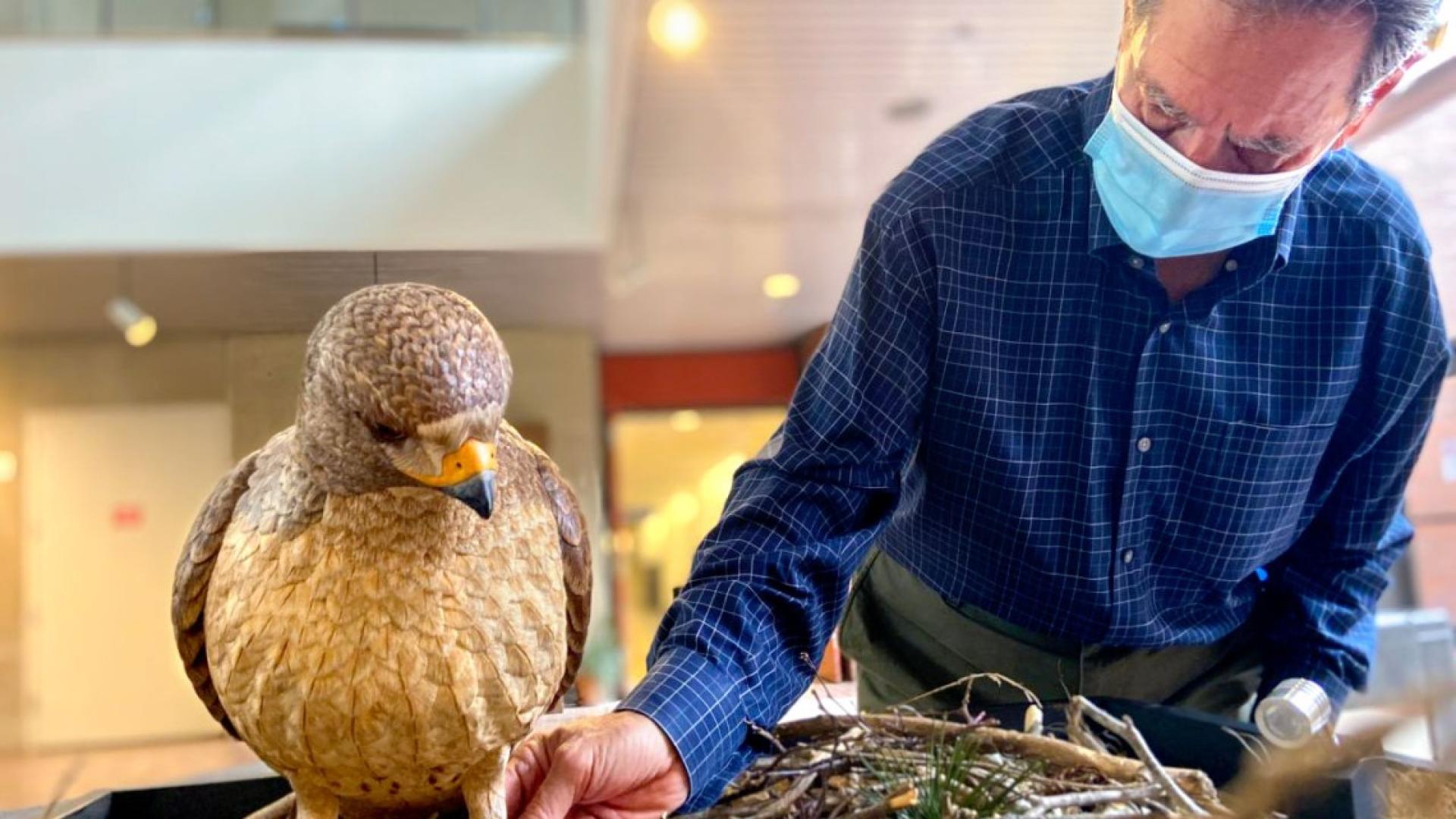 A man adjusting the placement of a band on a hawk carving
