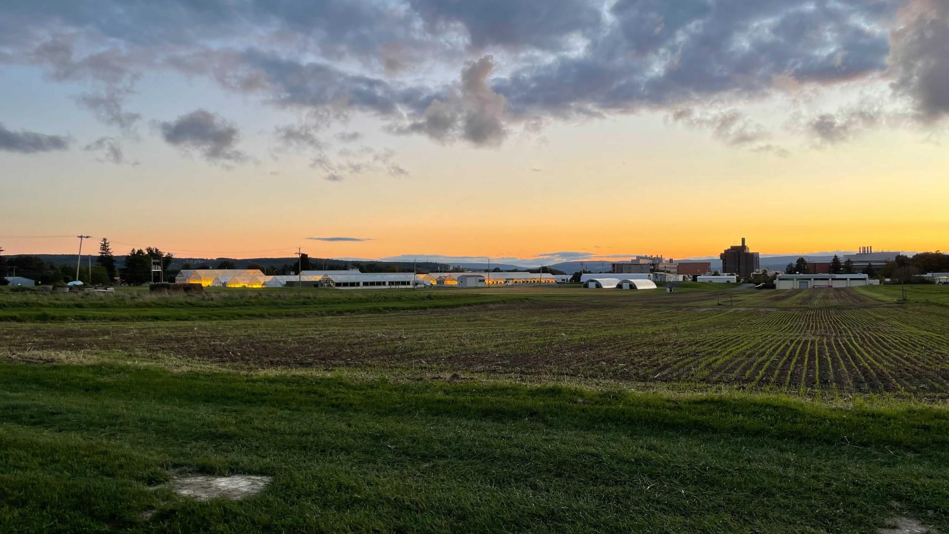 Agricultural fields at sunset