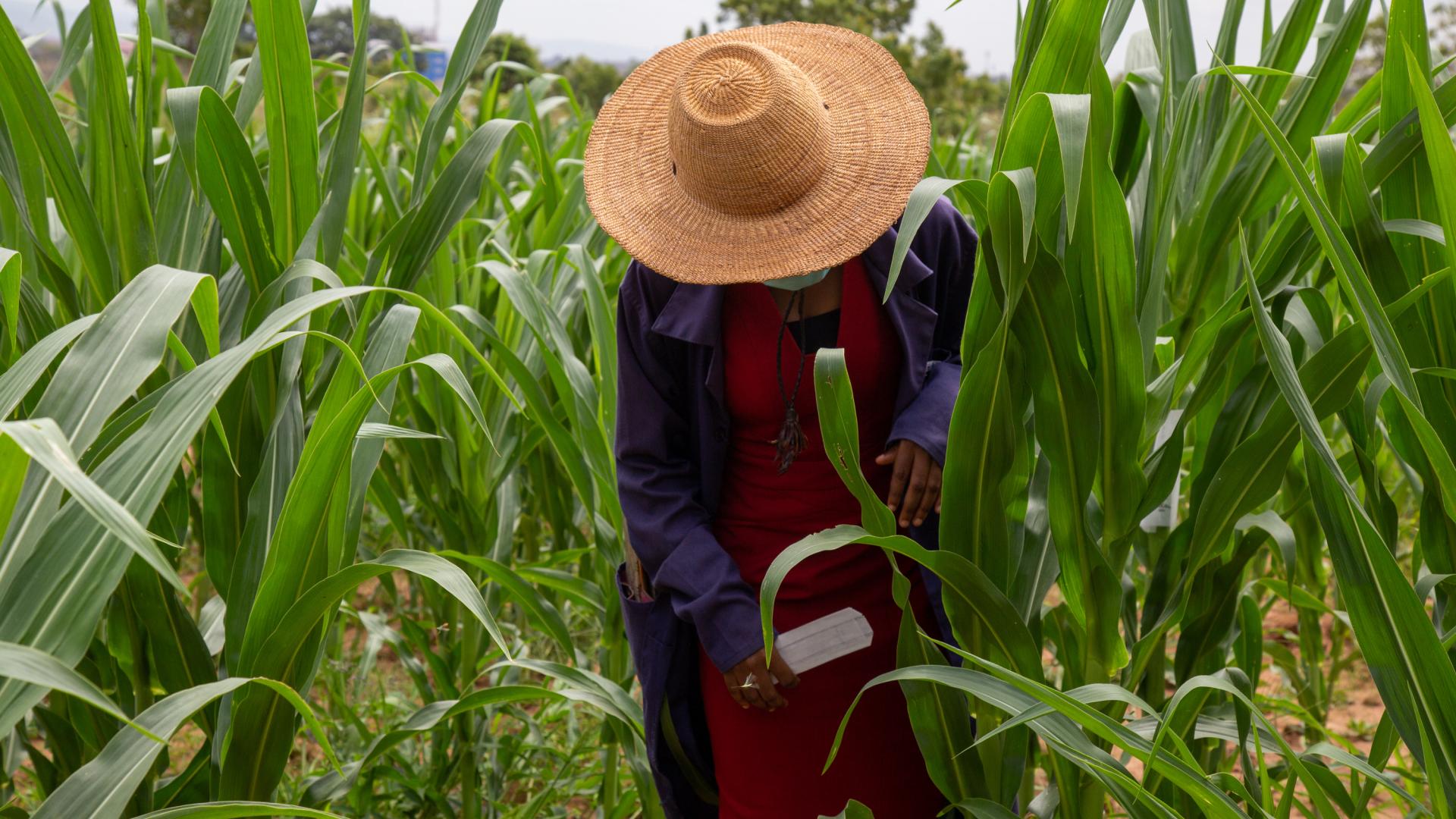 A person working in a corn field