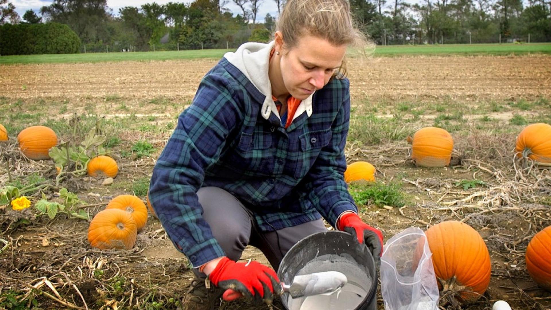 Deborah Aller working in a pumpkin field 