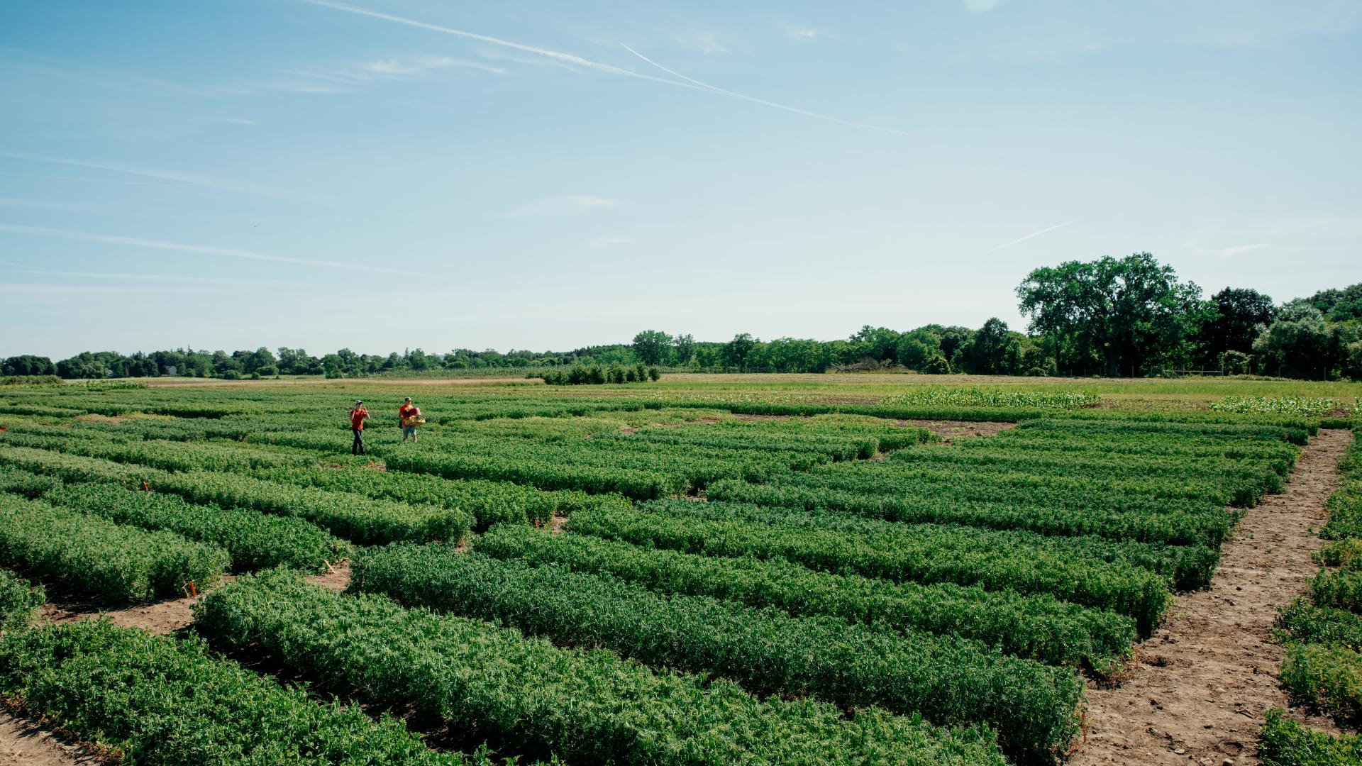people in a field