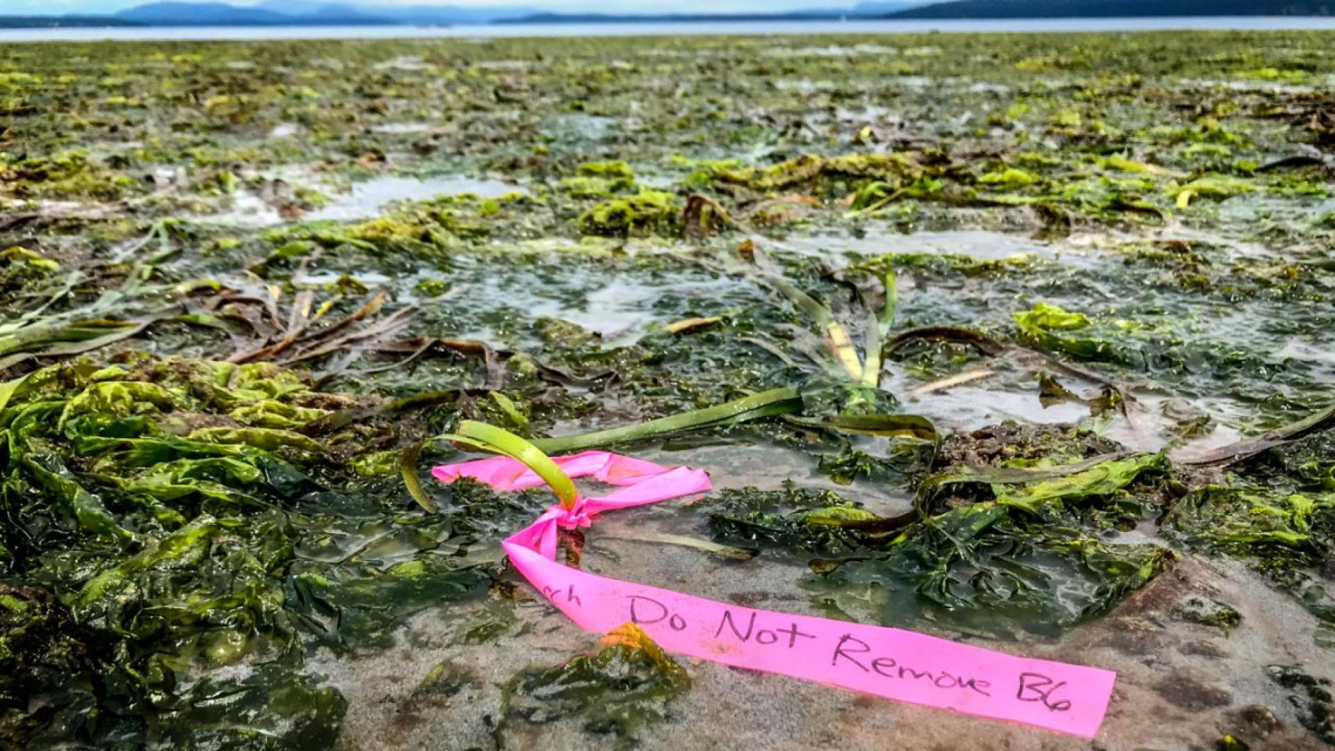 taffed seagrass plants at low tide