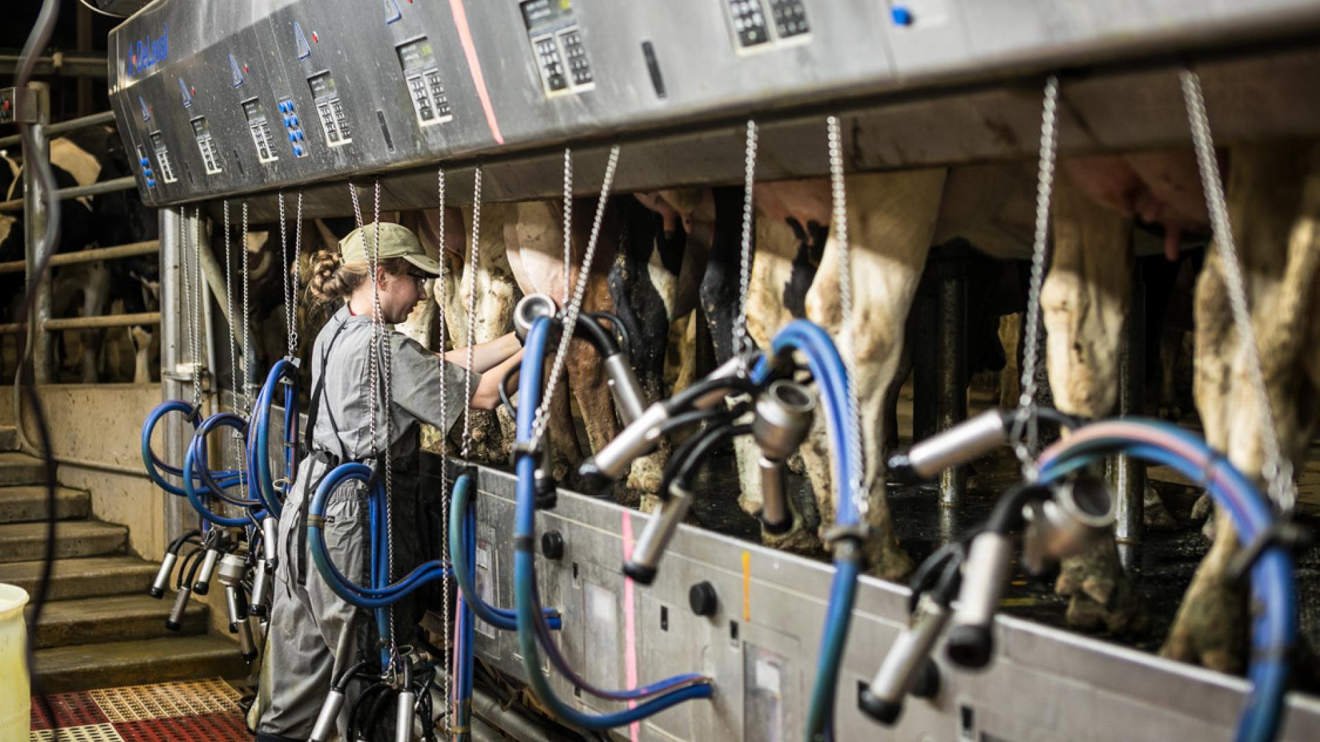 A student working in the teaching dairy barn