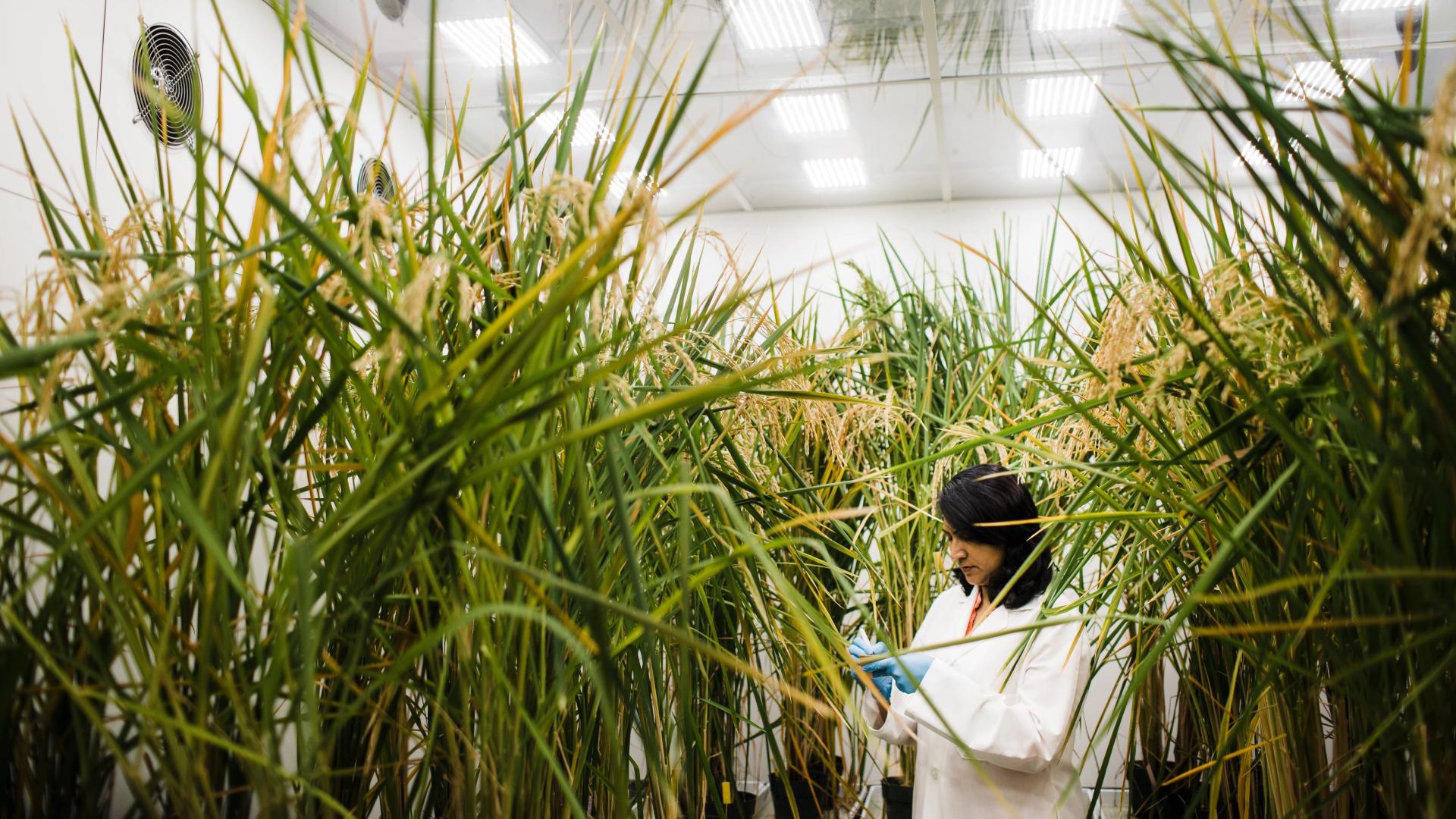 Scientists stocks growth chamber with experimental rice crops
