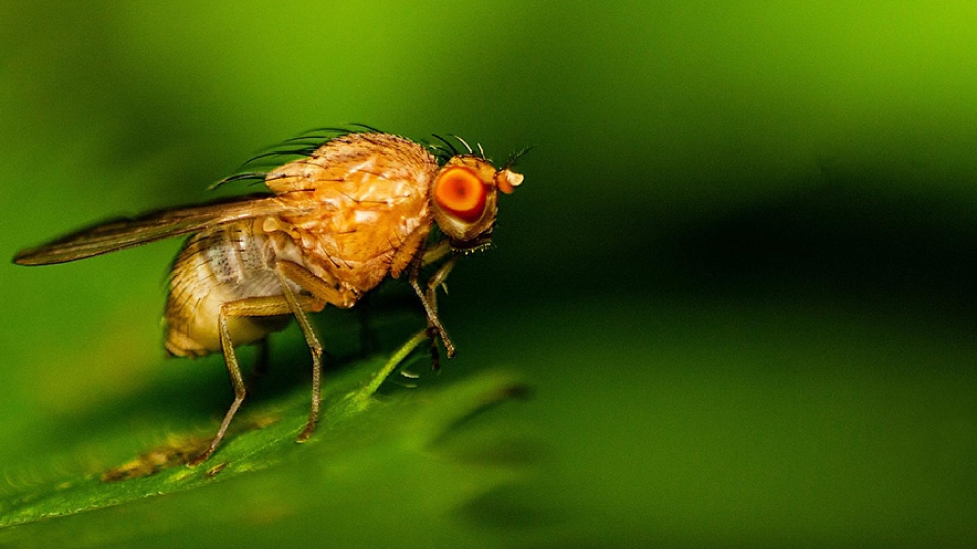Photo of fruit fly.