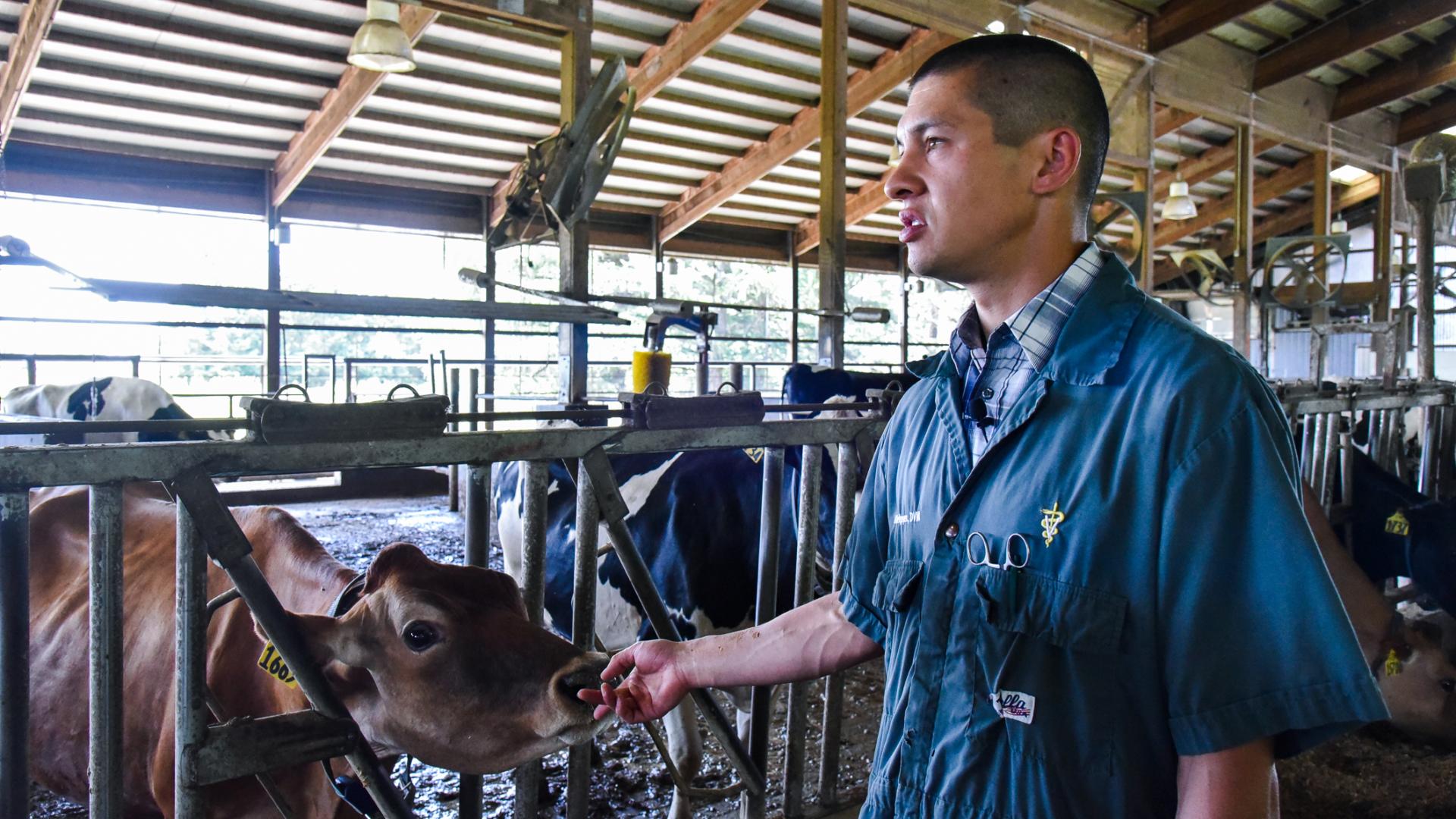 Blake holds hand out to cow
