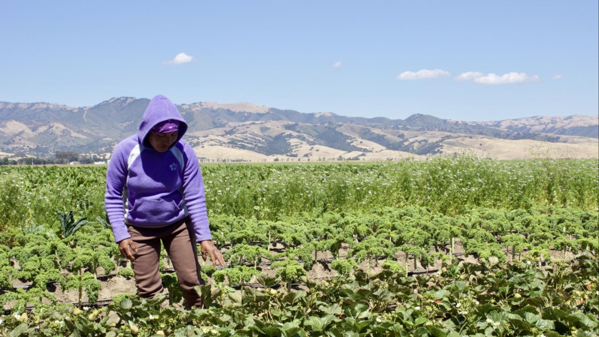 A farmer stands in a field