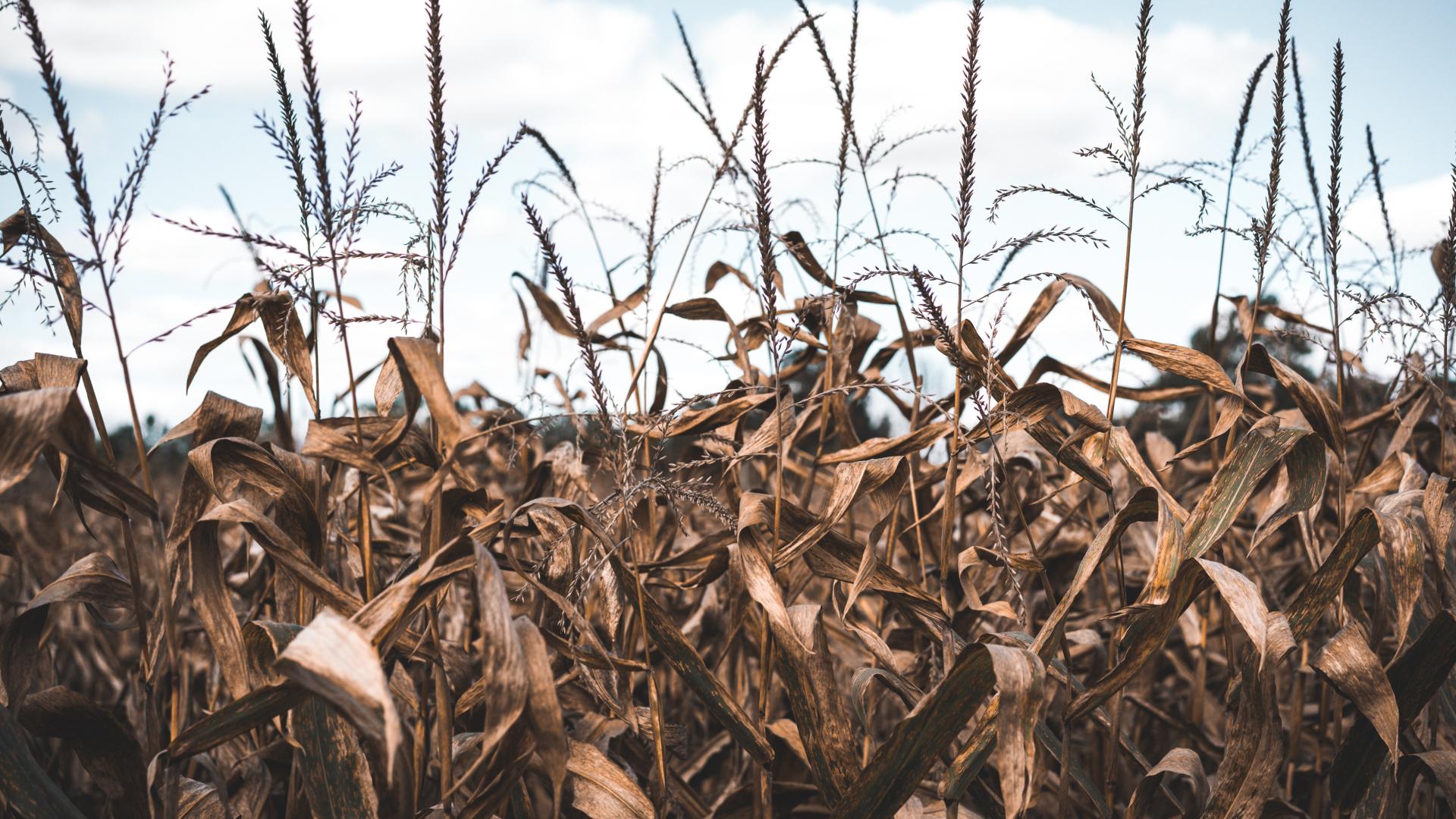 Dried up corn