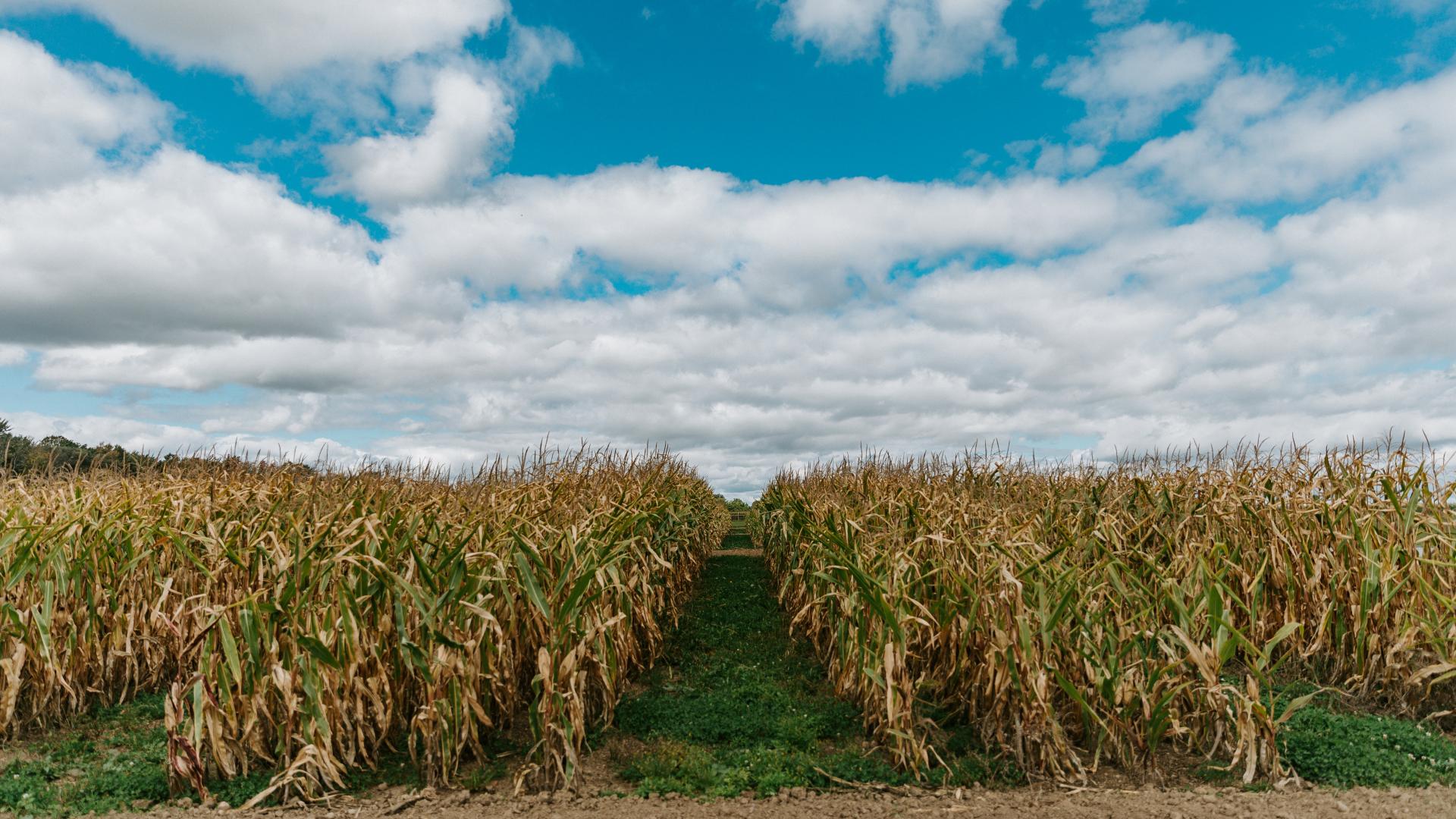 field of corn