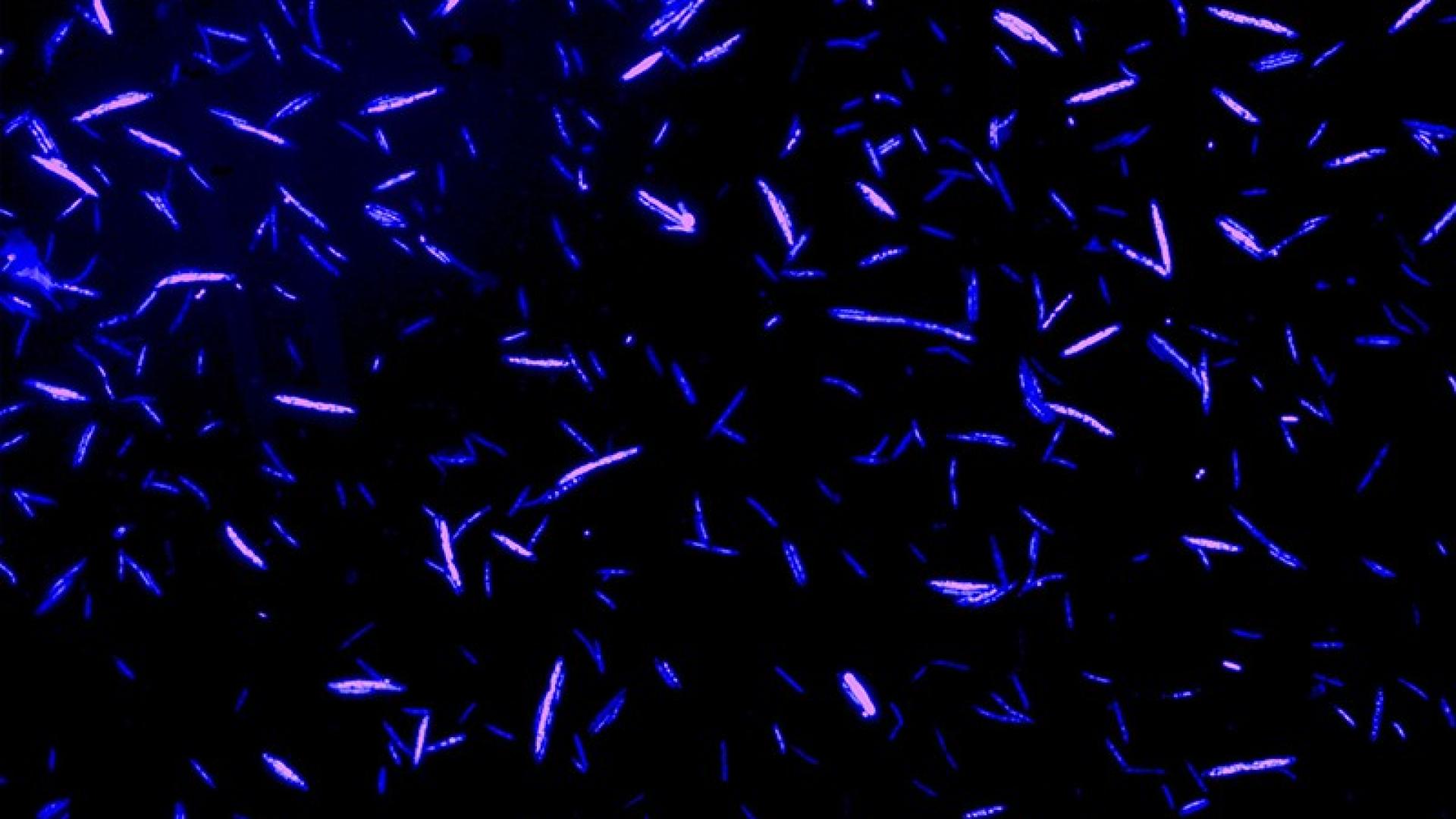 a microscope image showing gut microbes